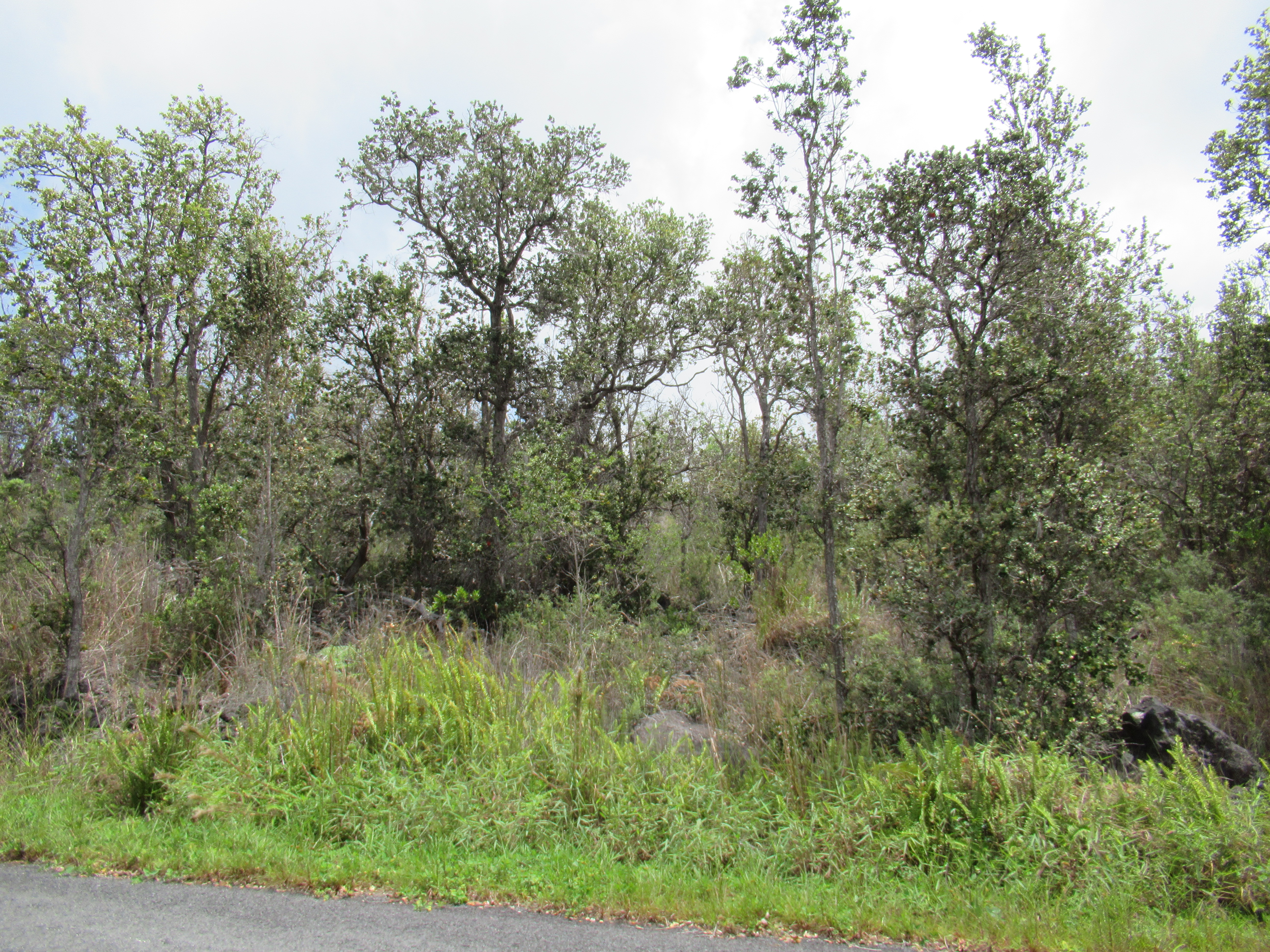 Tiki Ln Property Photo 1