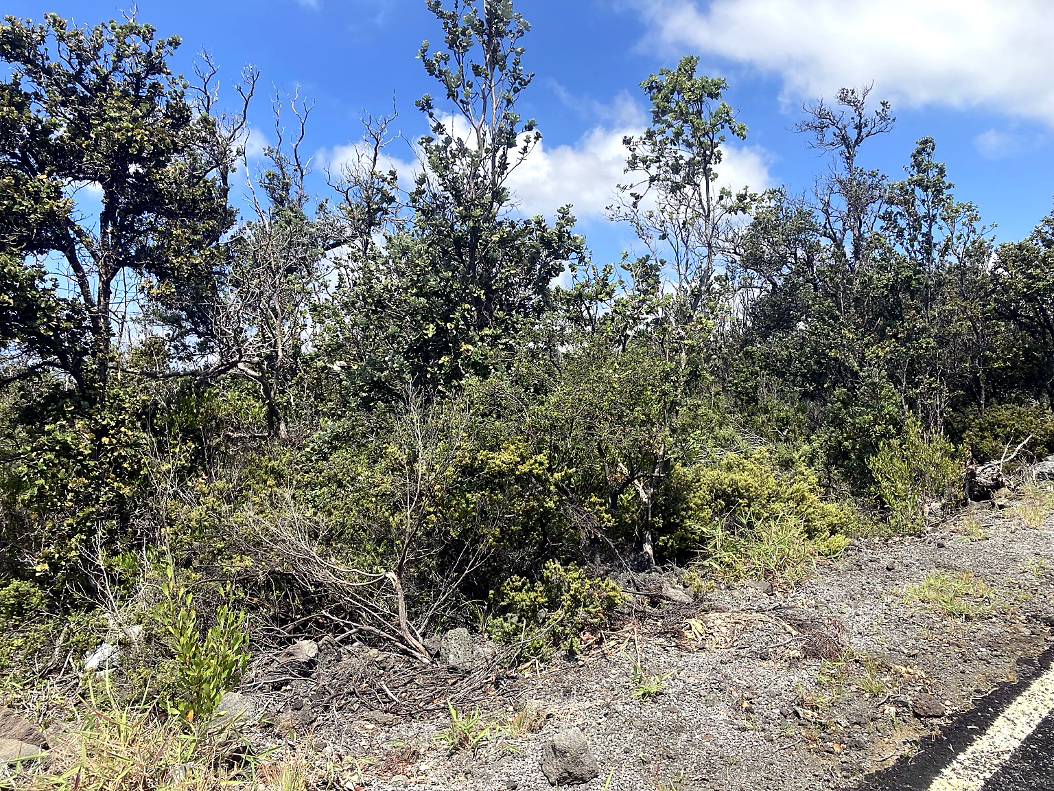 Pineapple Pkwy Property Photo 2