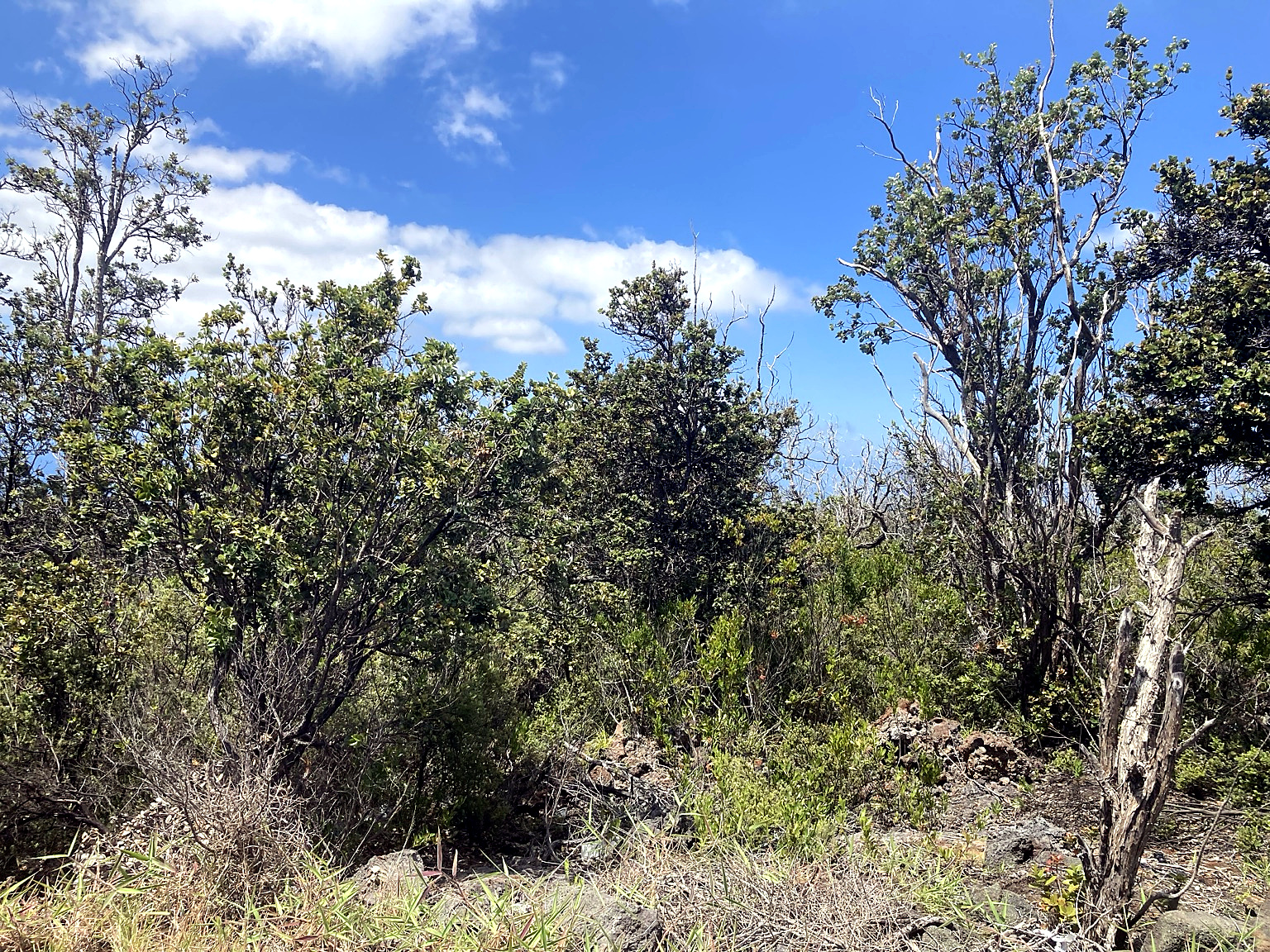 Pineapple Pkwy Property Photo 3