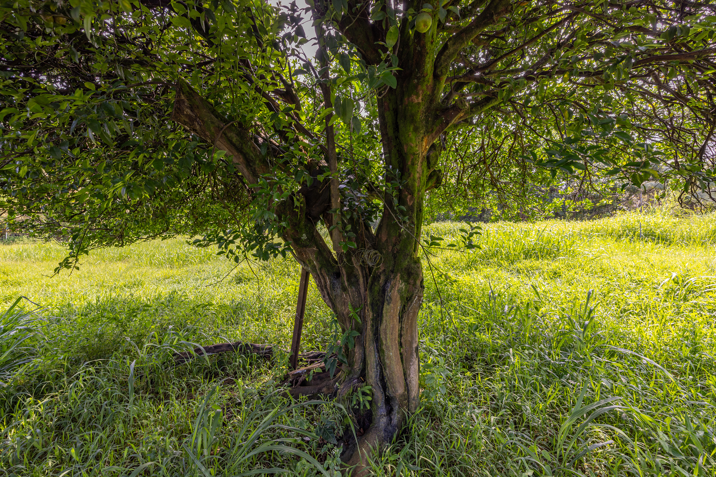 Old Mamalahoa Highway Property Photo 5