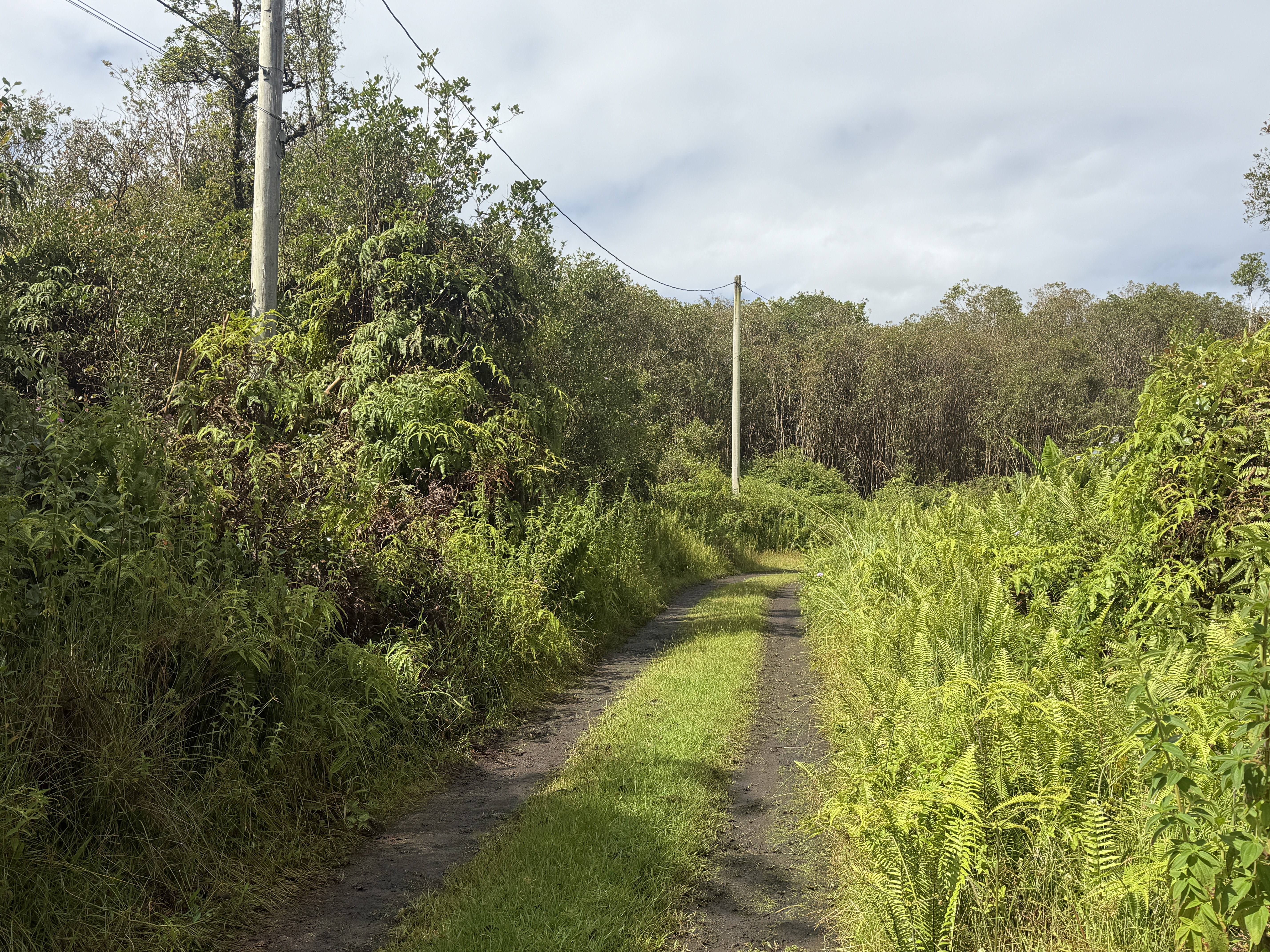 Forest Pl Property Photo 4
