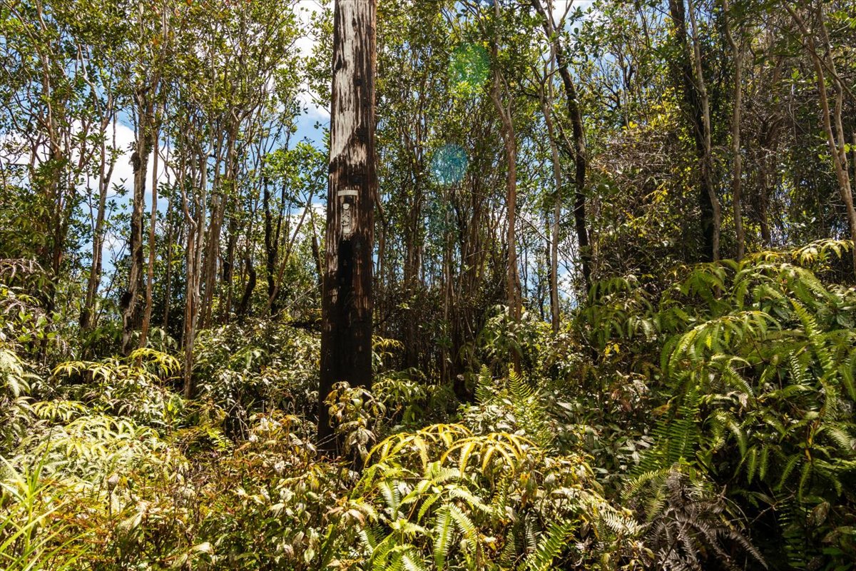 Anthurium St Property Photo 1