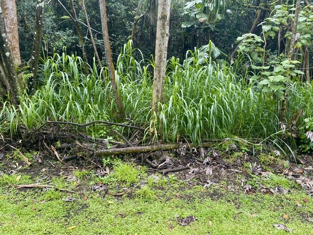 Nenue St Property Photo 2