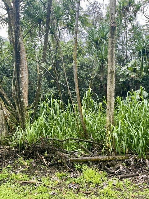 Nenue St Property Photo 3