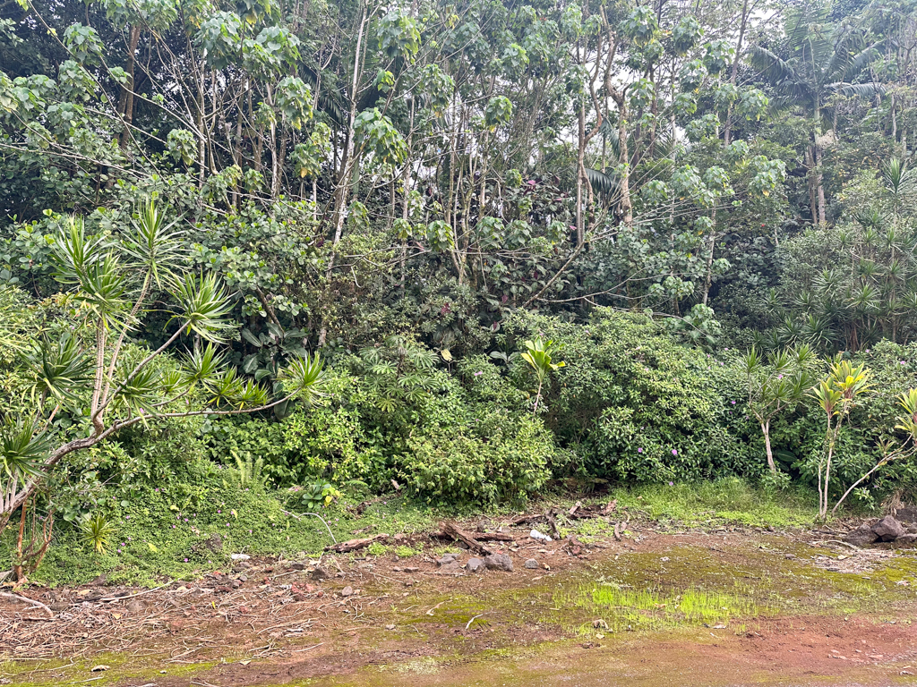 Pahoa Village Rd Property Photo 3