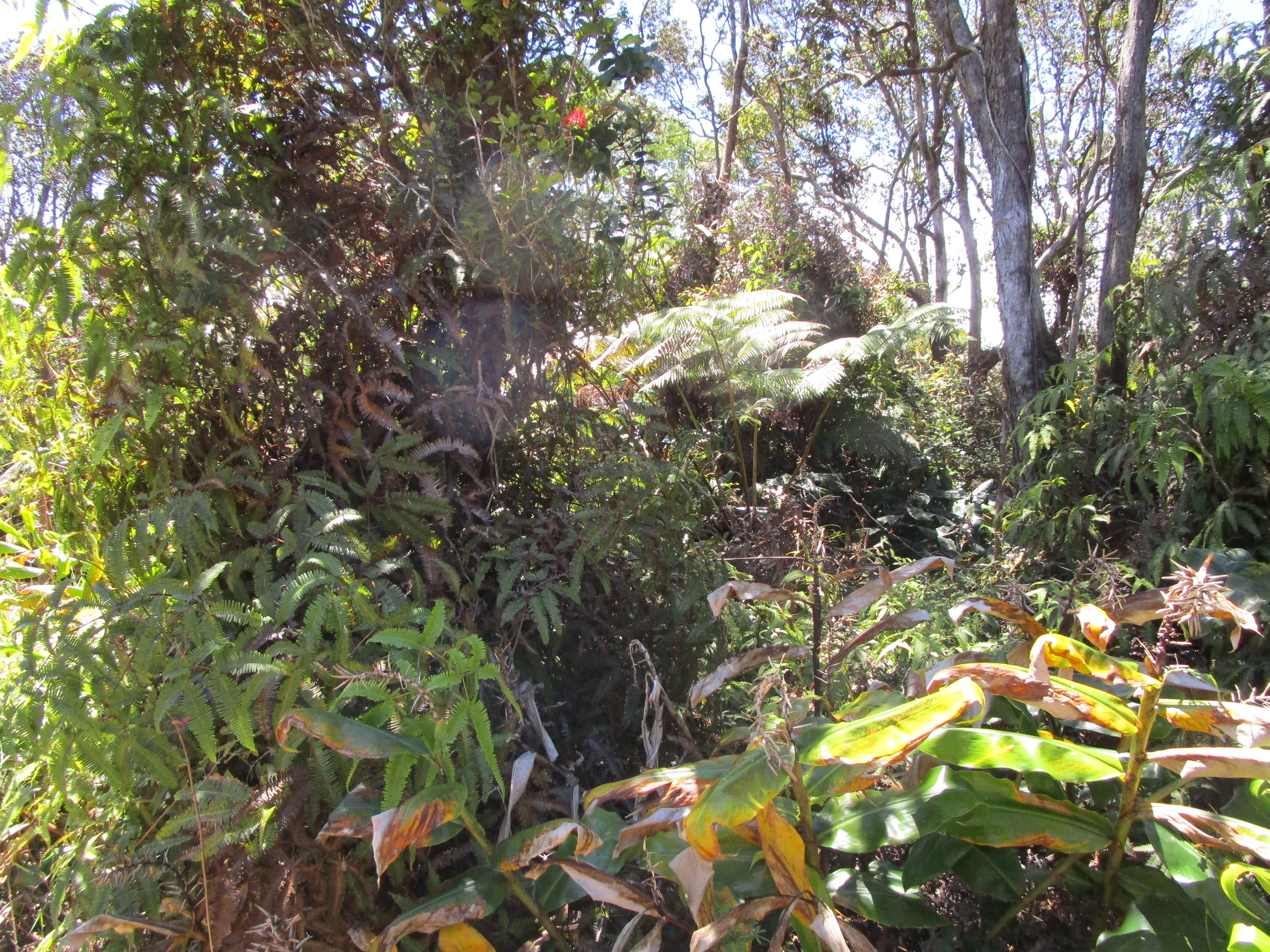 NAHELENANI ST Property Photo 1