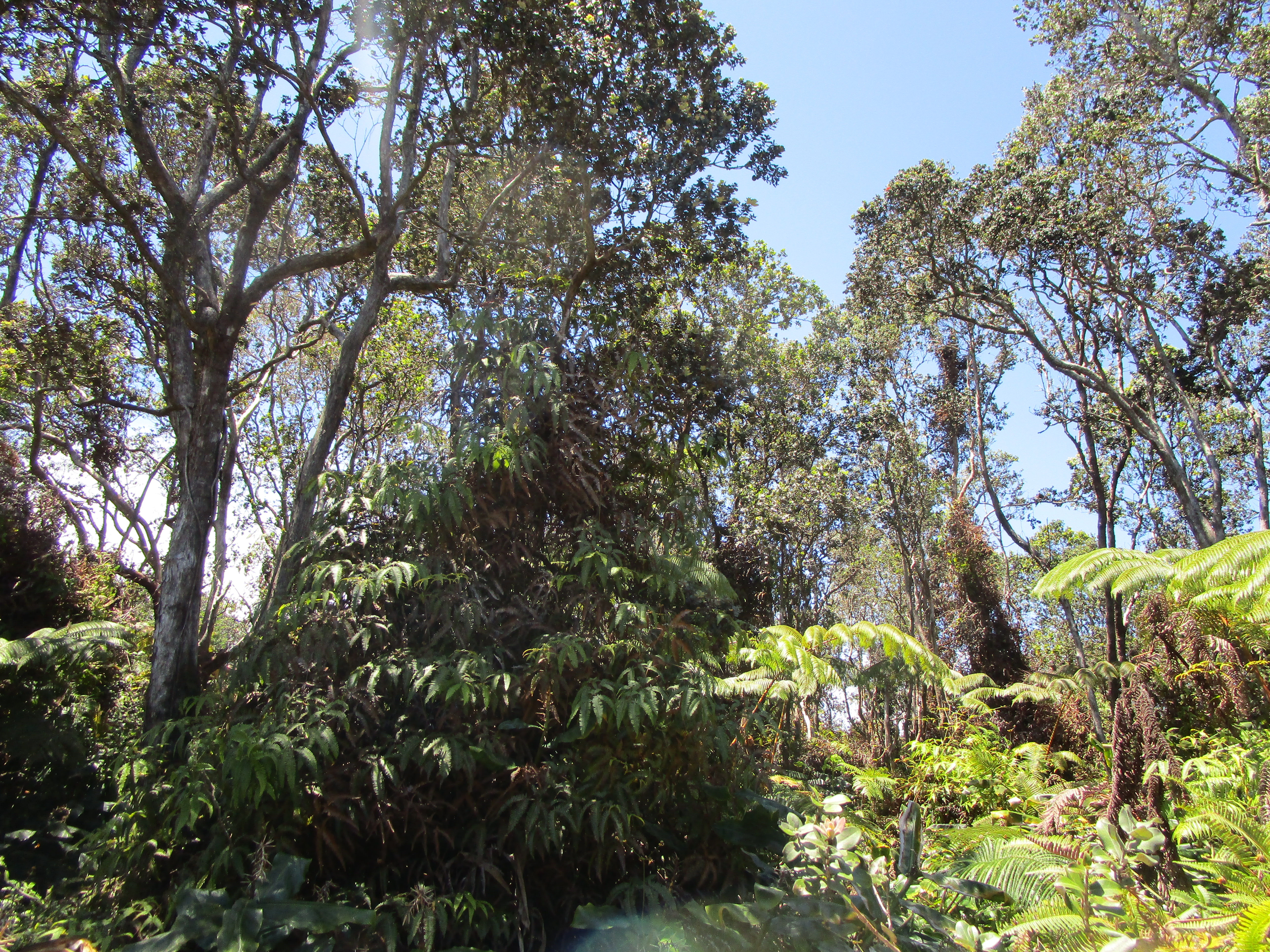 Nahelenani St Property Photo 3