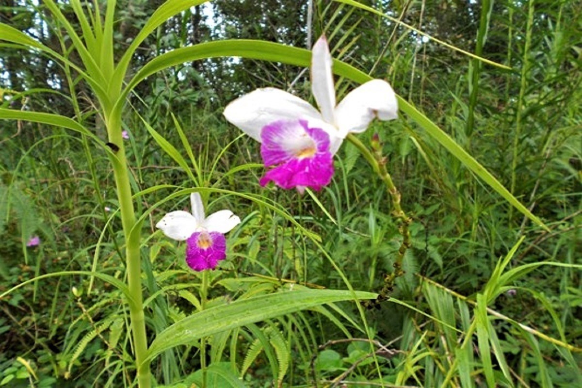 Road 2 (ao) Property Photo 12