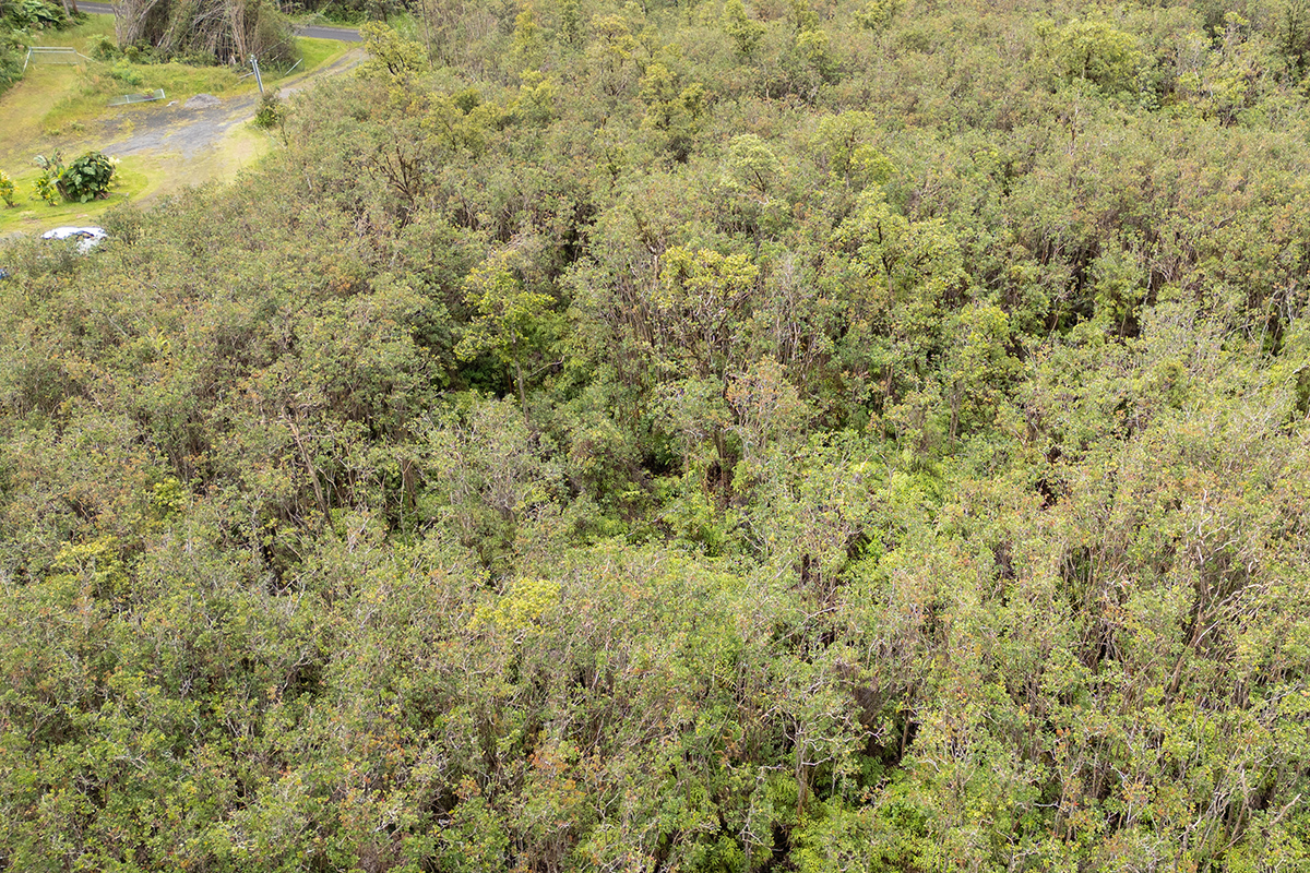Plumeria St Property Photo 6