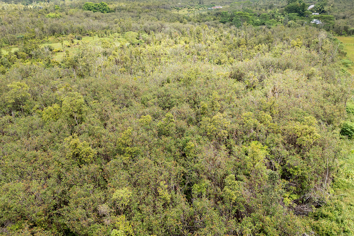 Plumeria St Property Photo 9