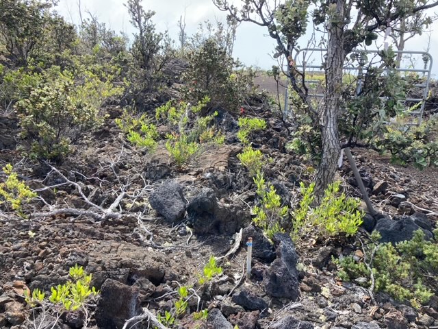 Poinciana Dr Property Photo 2