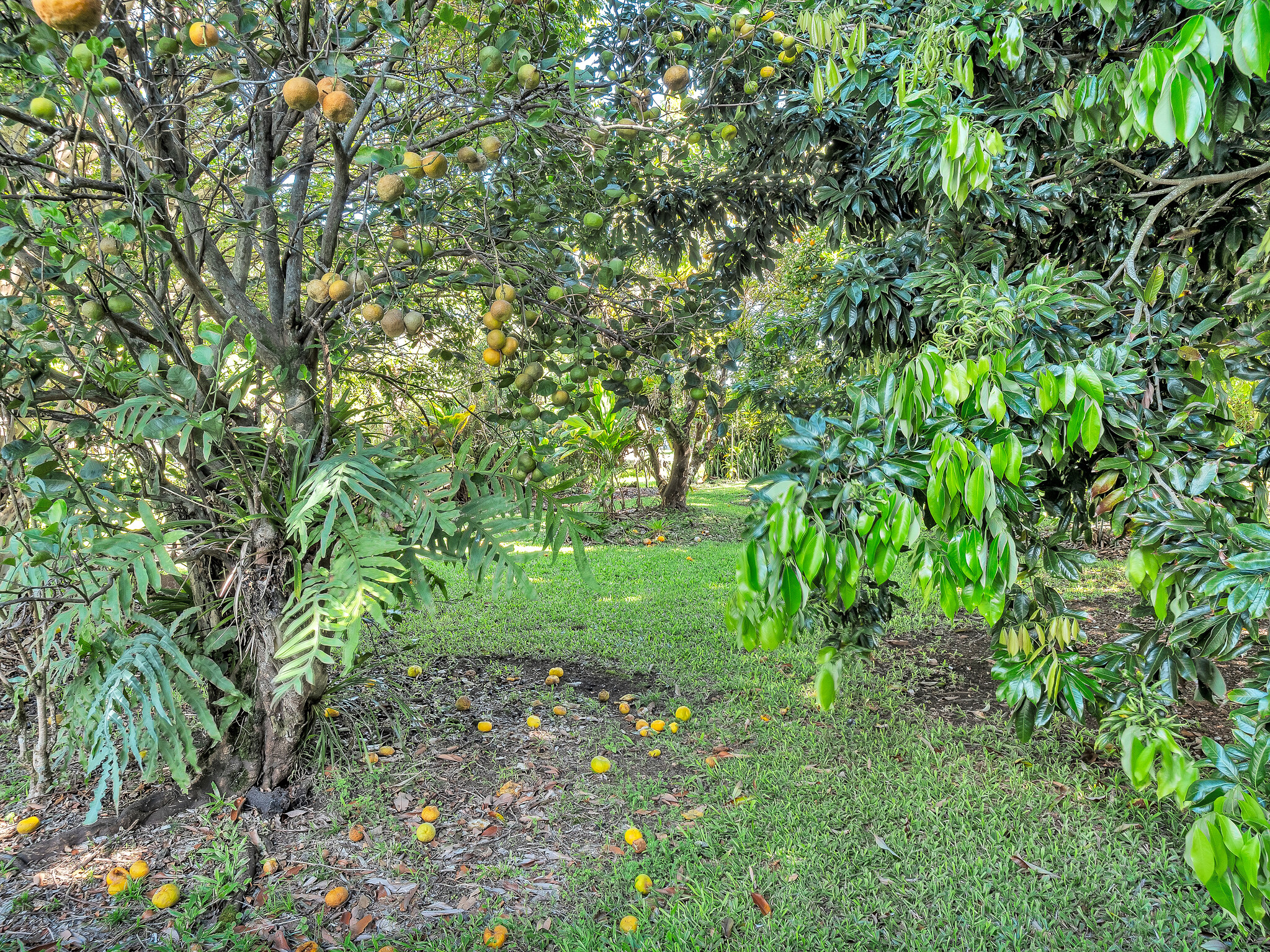 347 Nohea St Property Photo 21