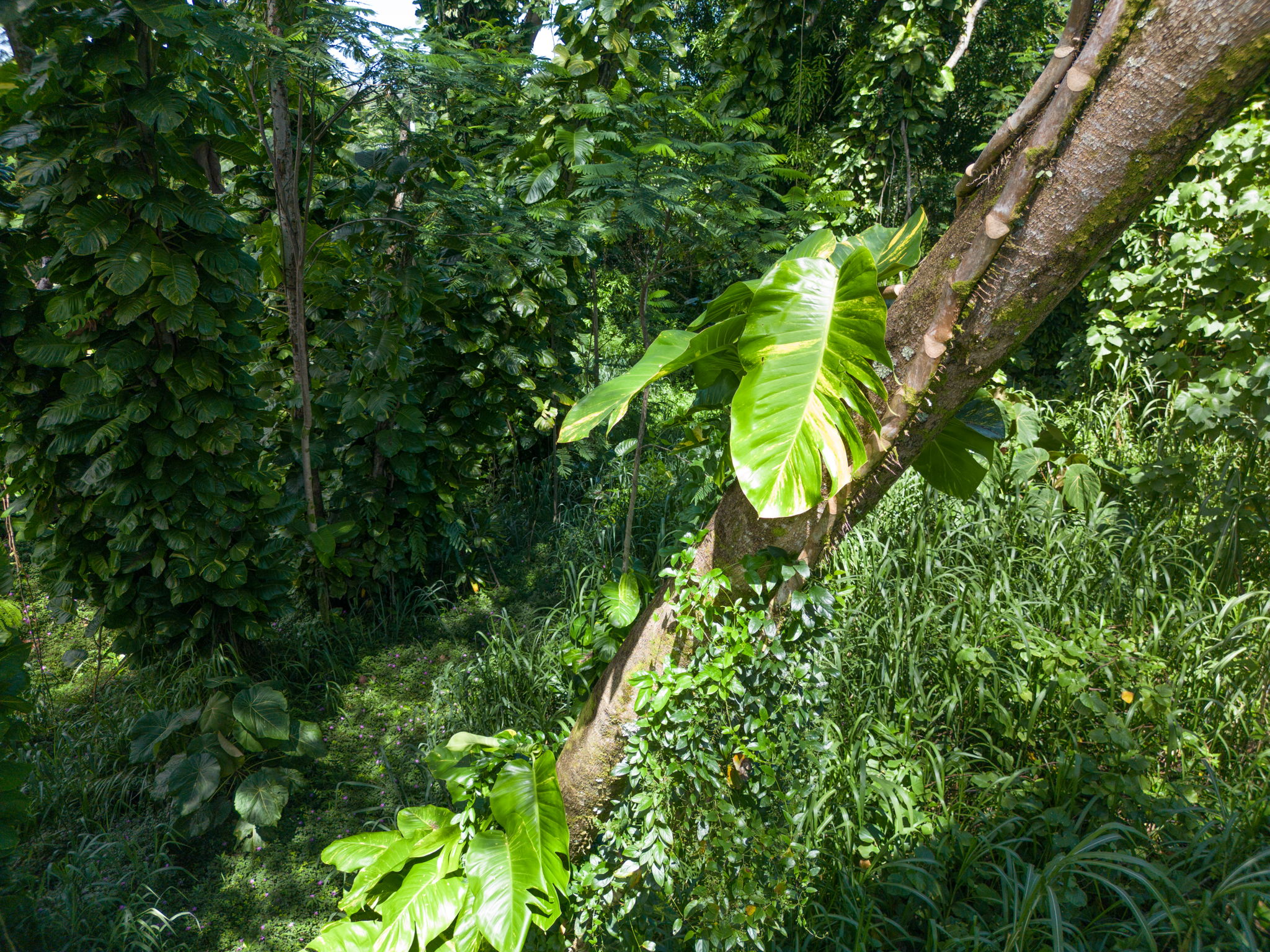 Moi St Property Photo 14