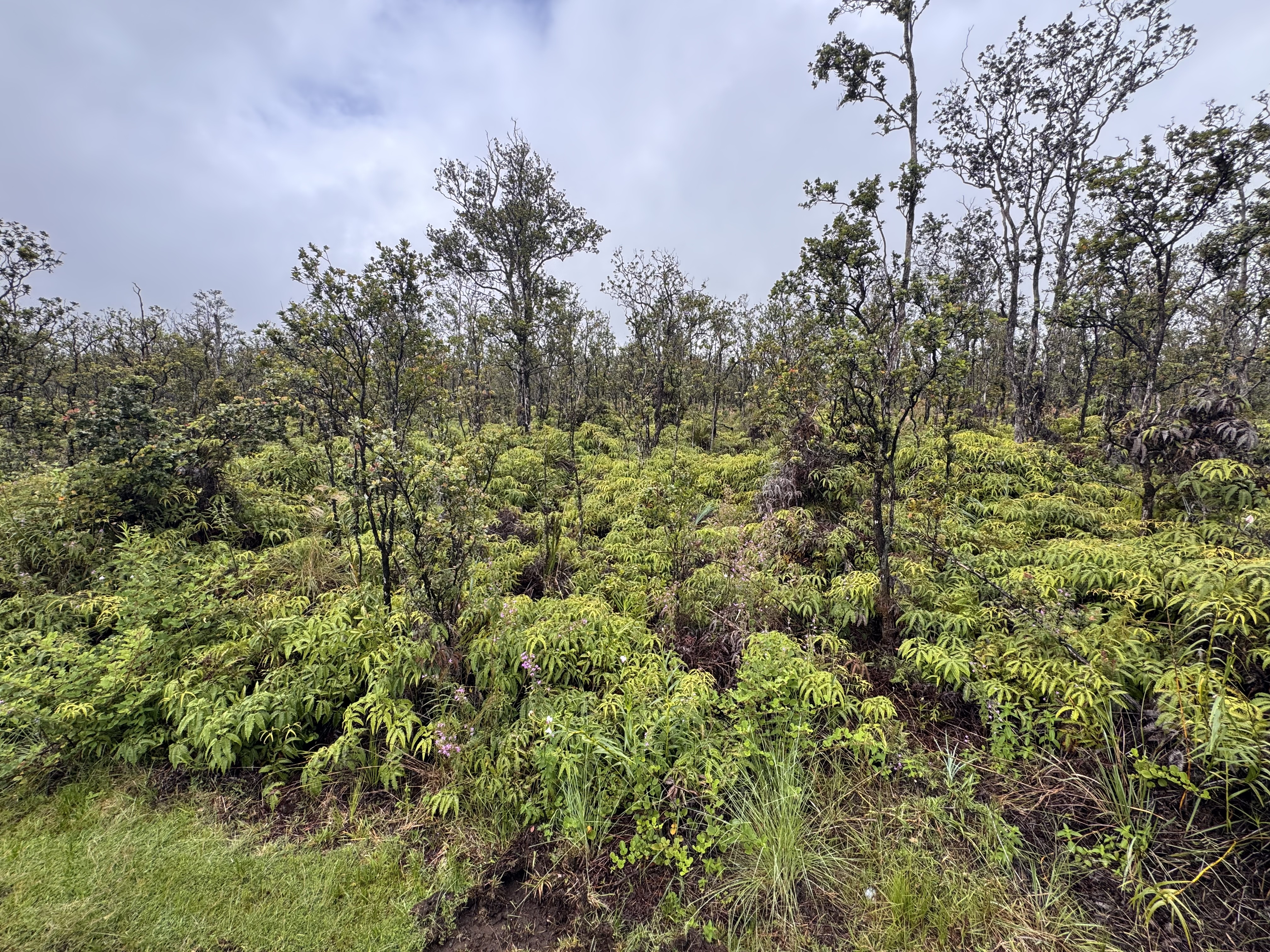 Noe Kuahiwi Rd Property Photo 2
