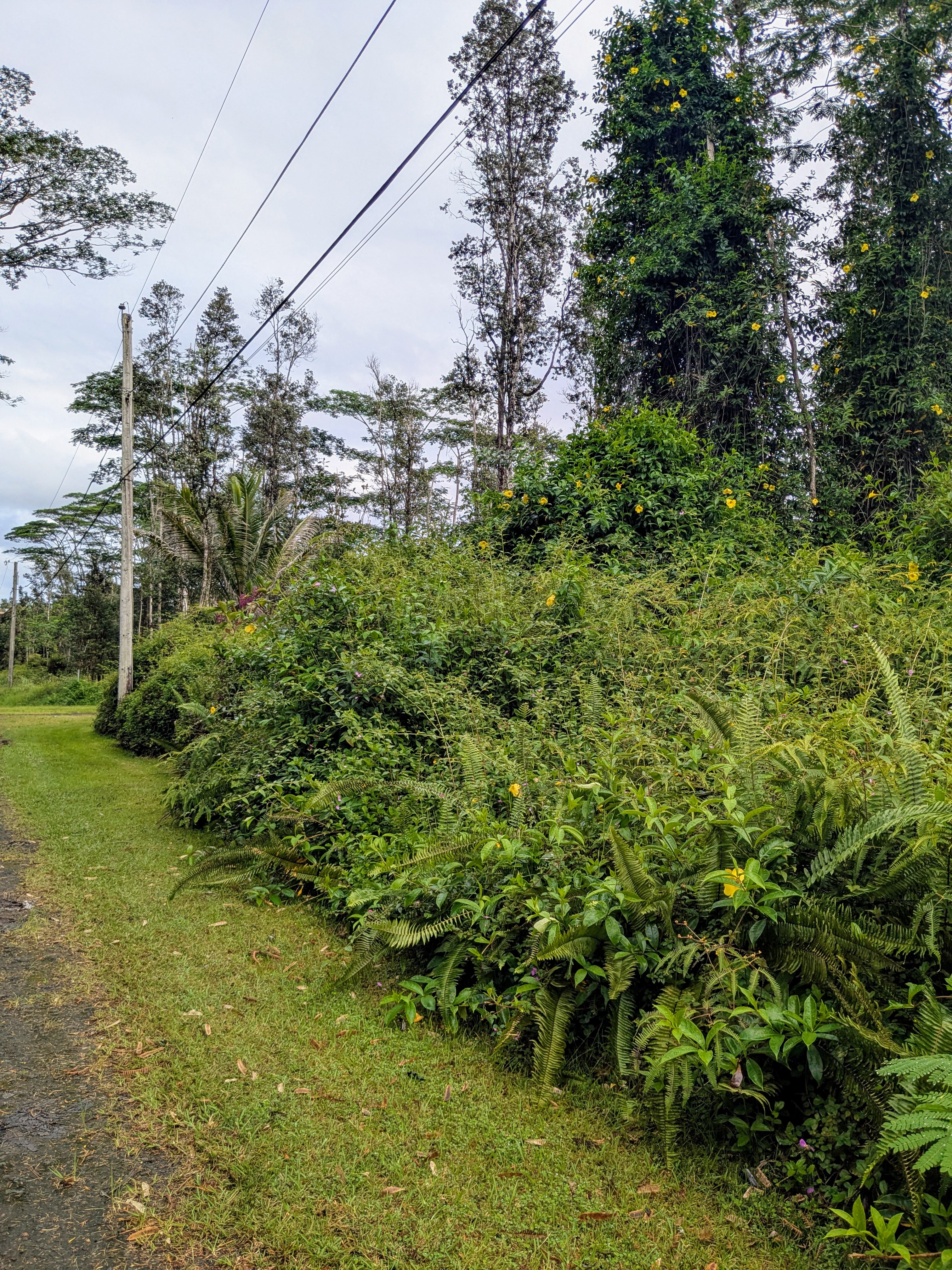 Puna Rd Property Photo 2