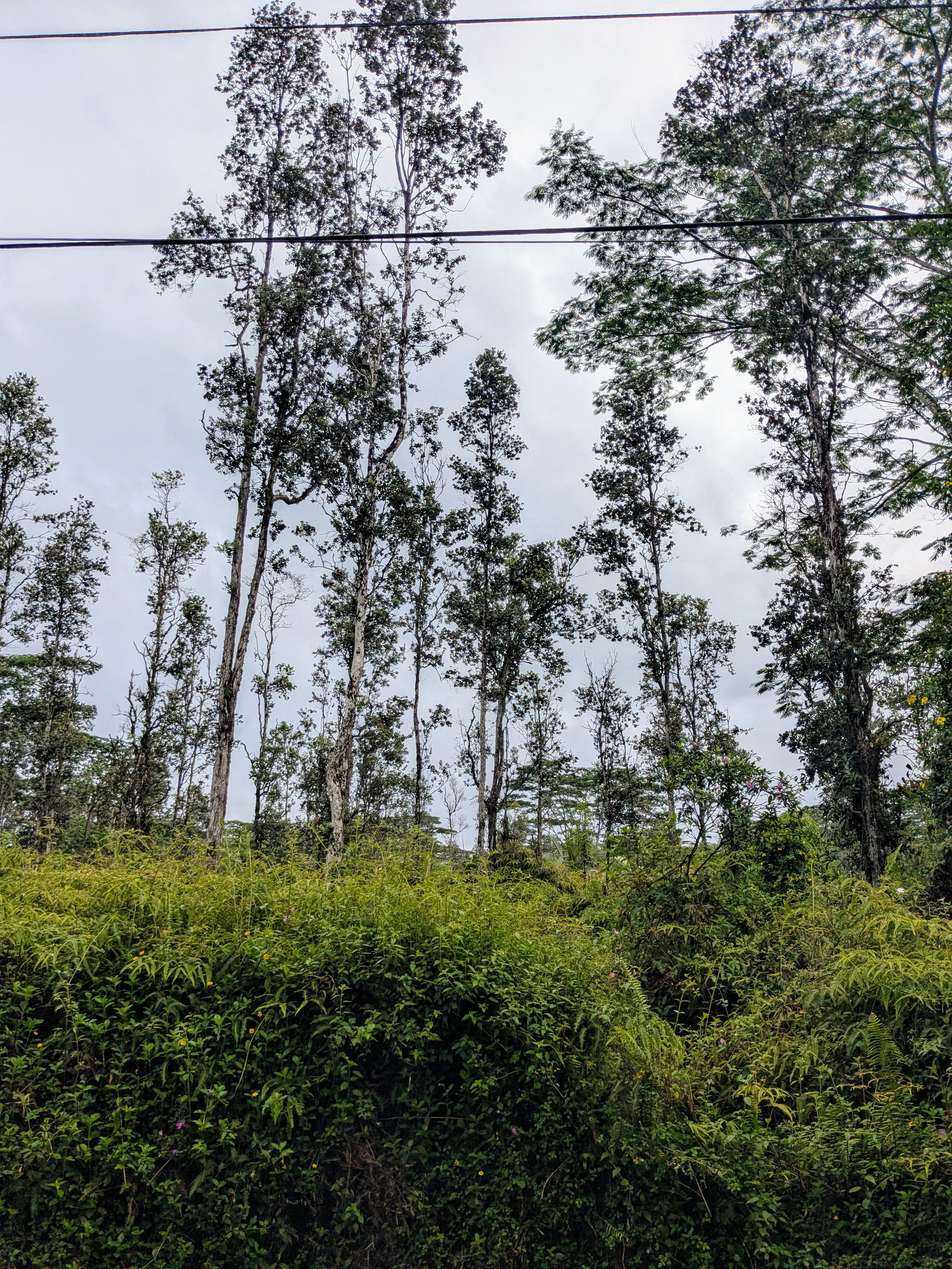 Puna Rd Property Photo 3