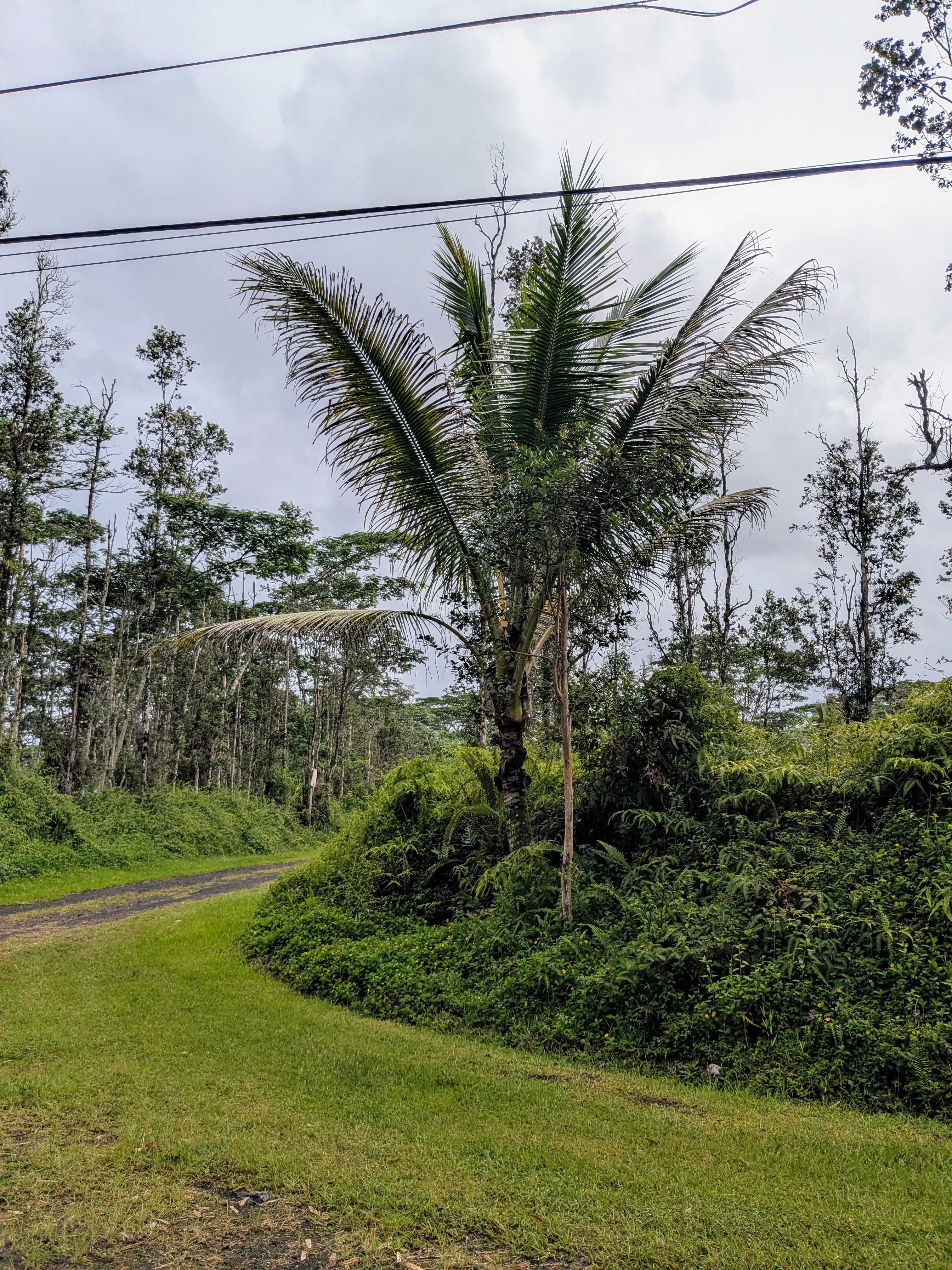 Puna Rd Property Photo 5