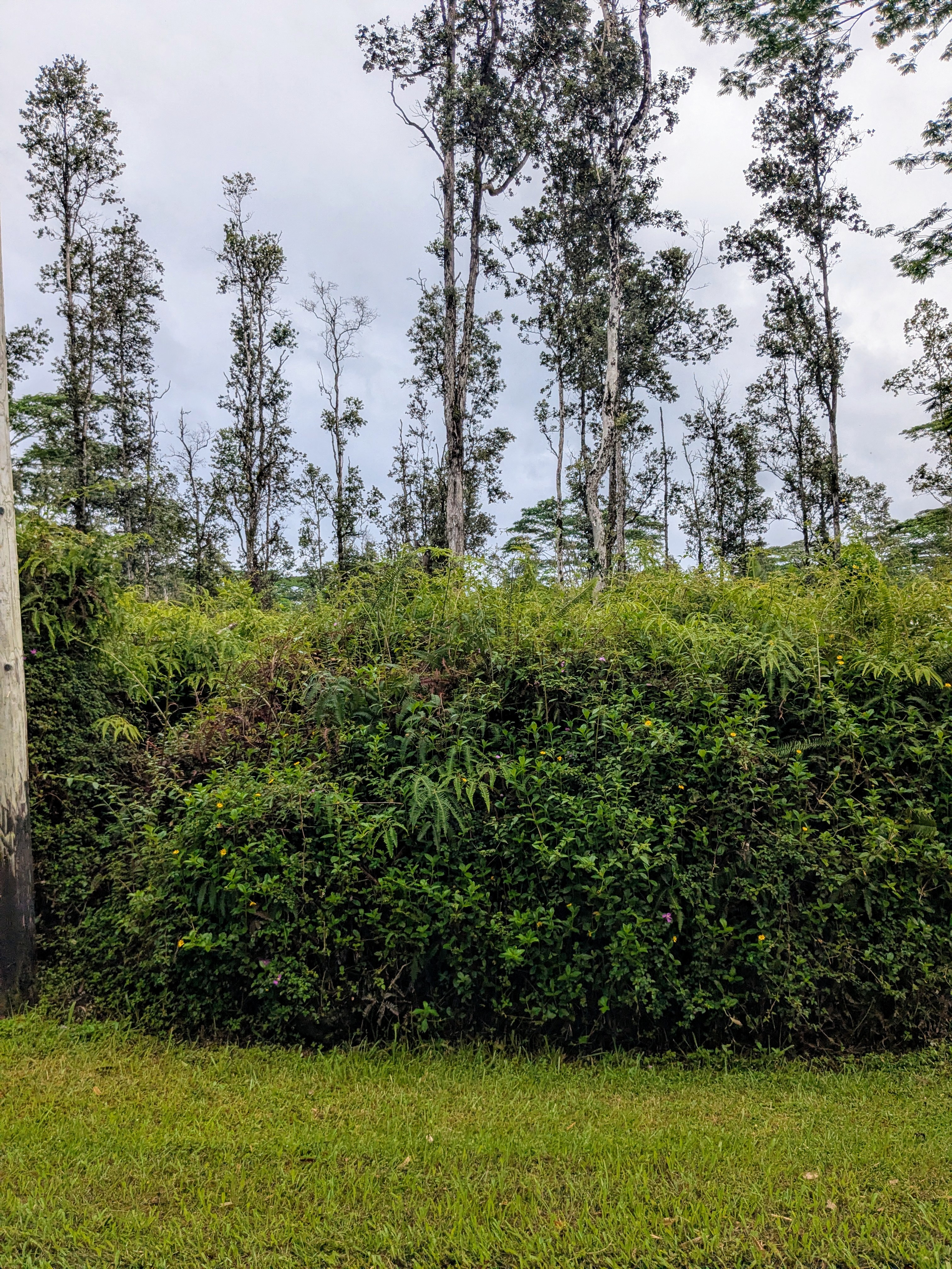 Puna Rd Property Photo 6