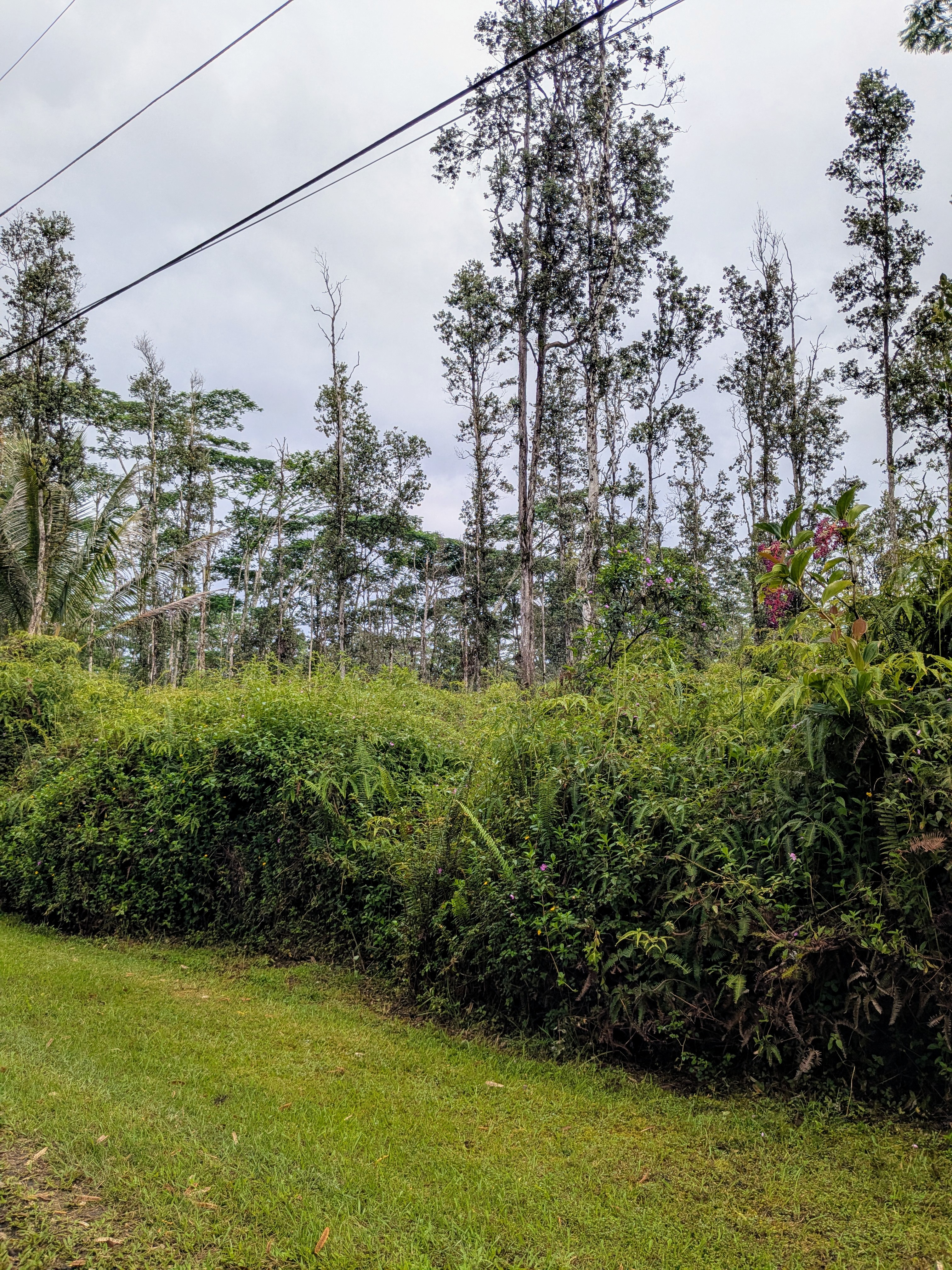Puna Rd Property Photo 7
