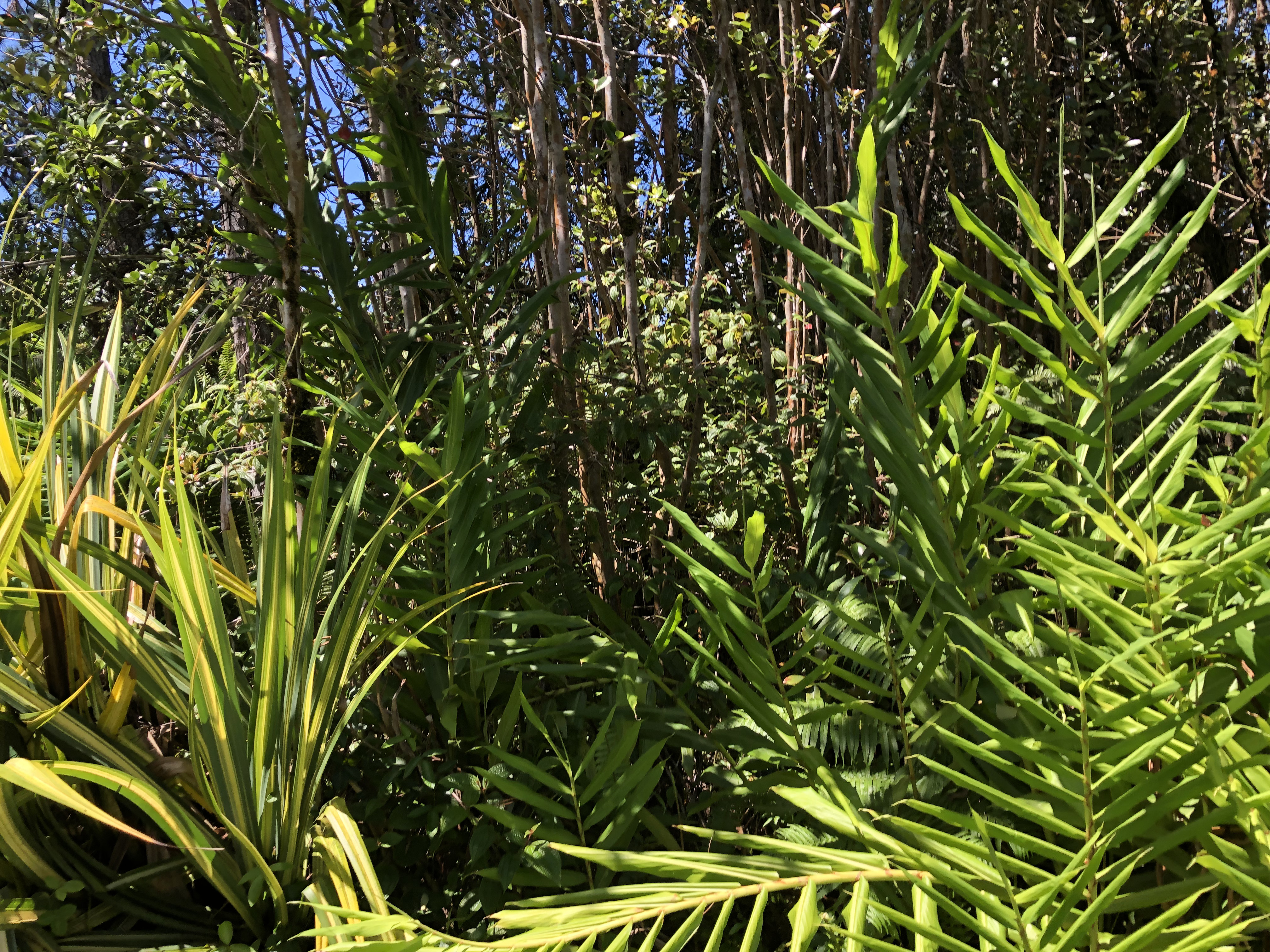 Kokokahi Rd Property Photo 7