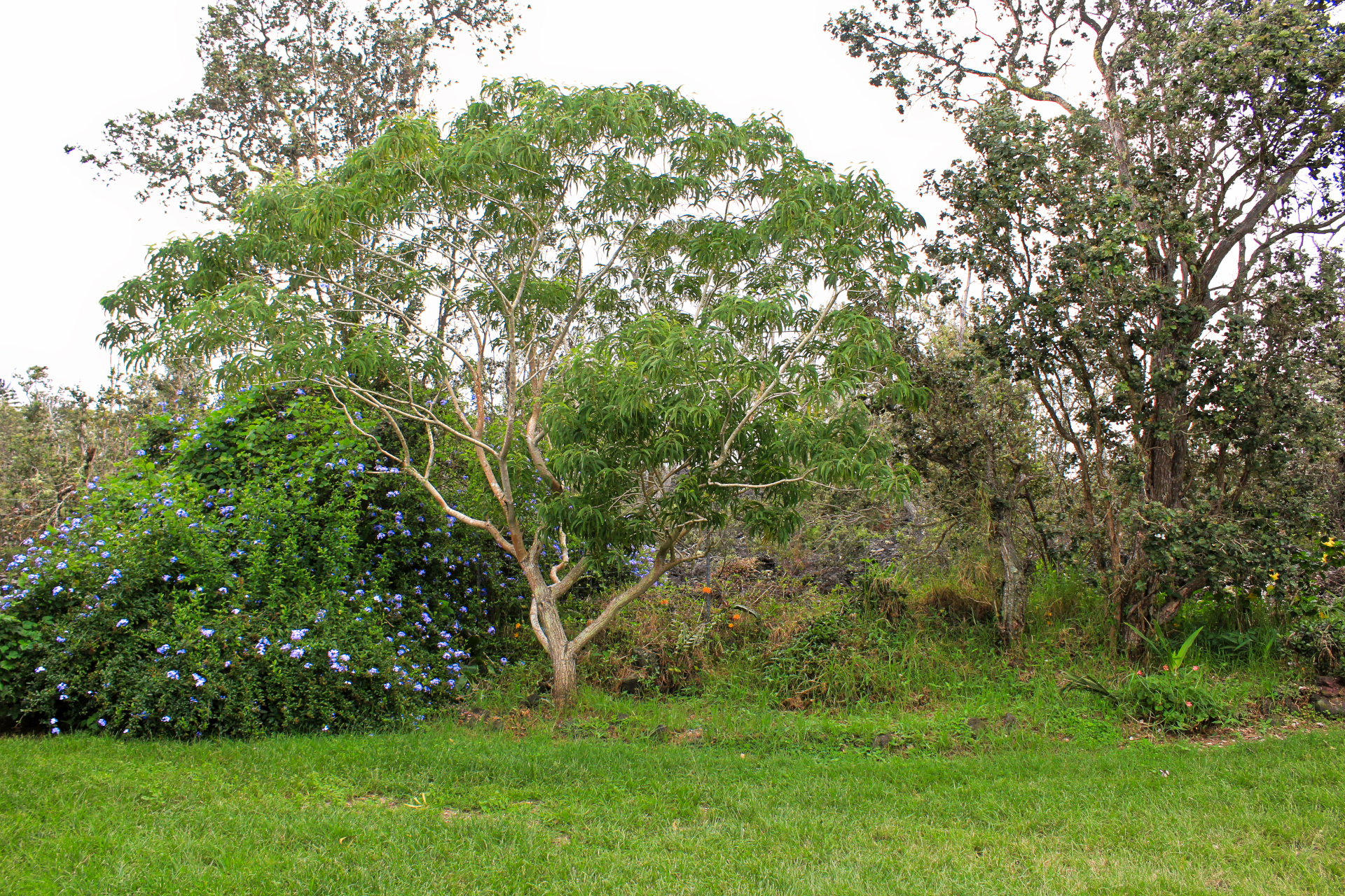 92-2275 Ohia Dr Property Photo 26