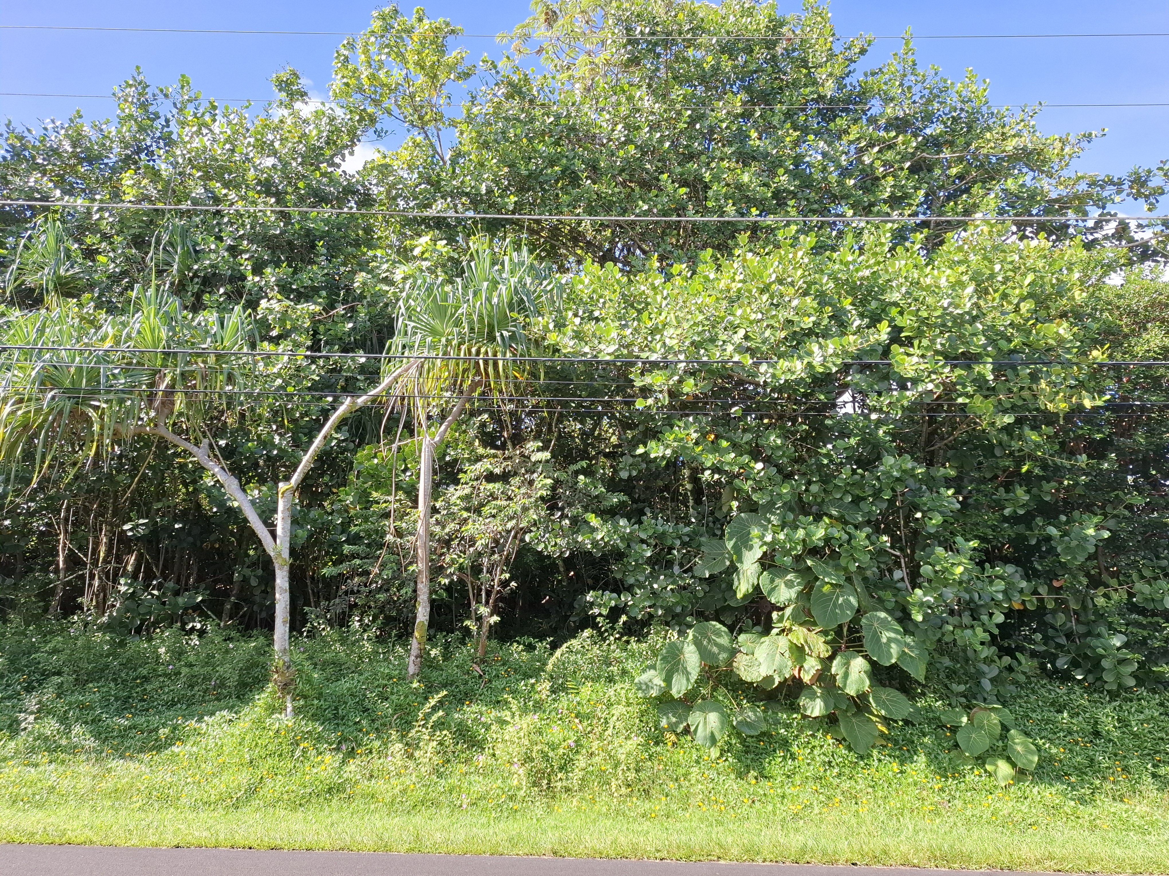 Opae St Property Photo 4