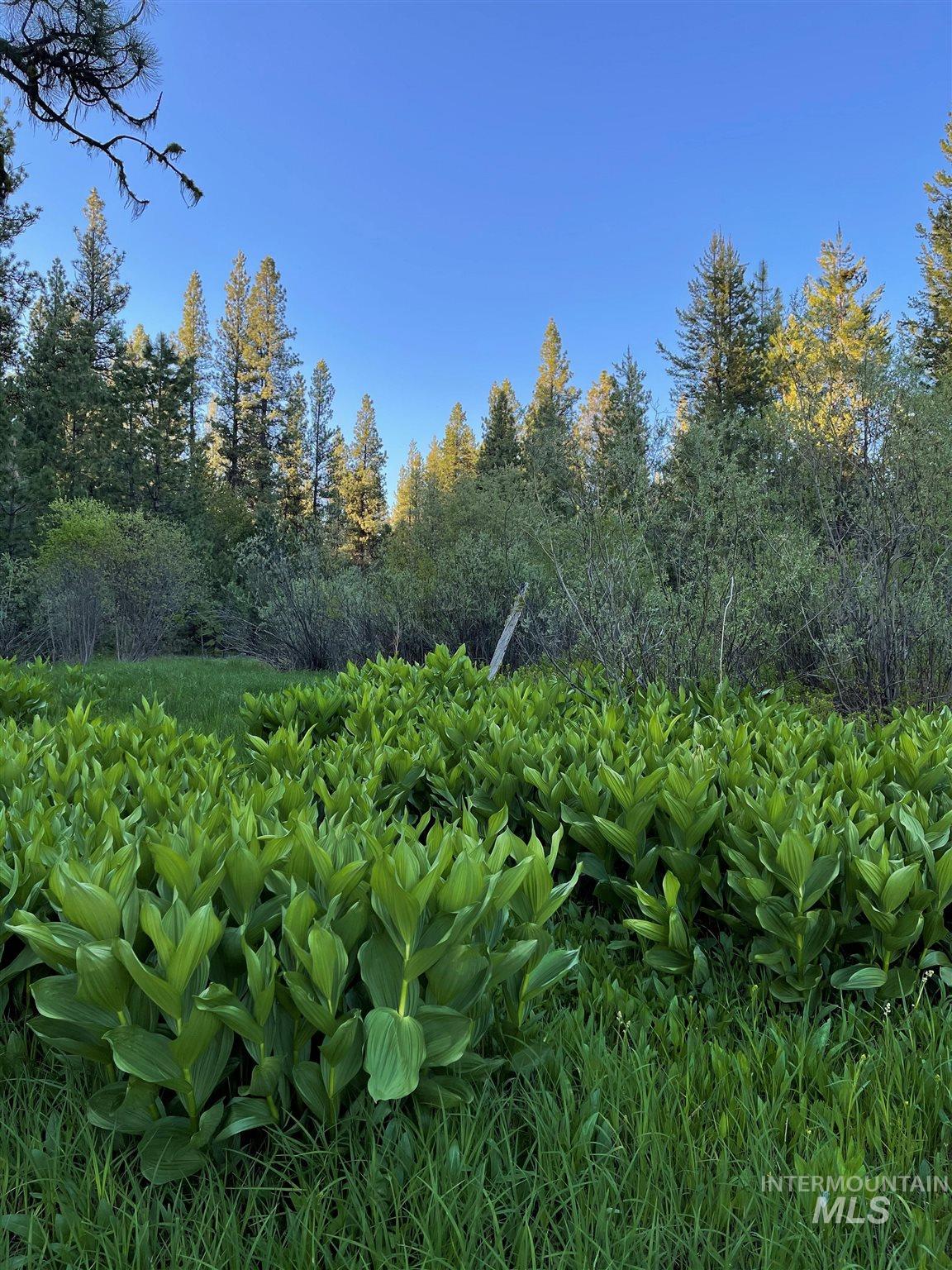 ±320 Acres - Big Creek Meadows Ranch Property Photo 11