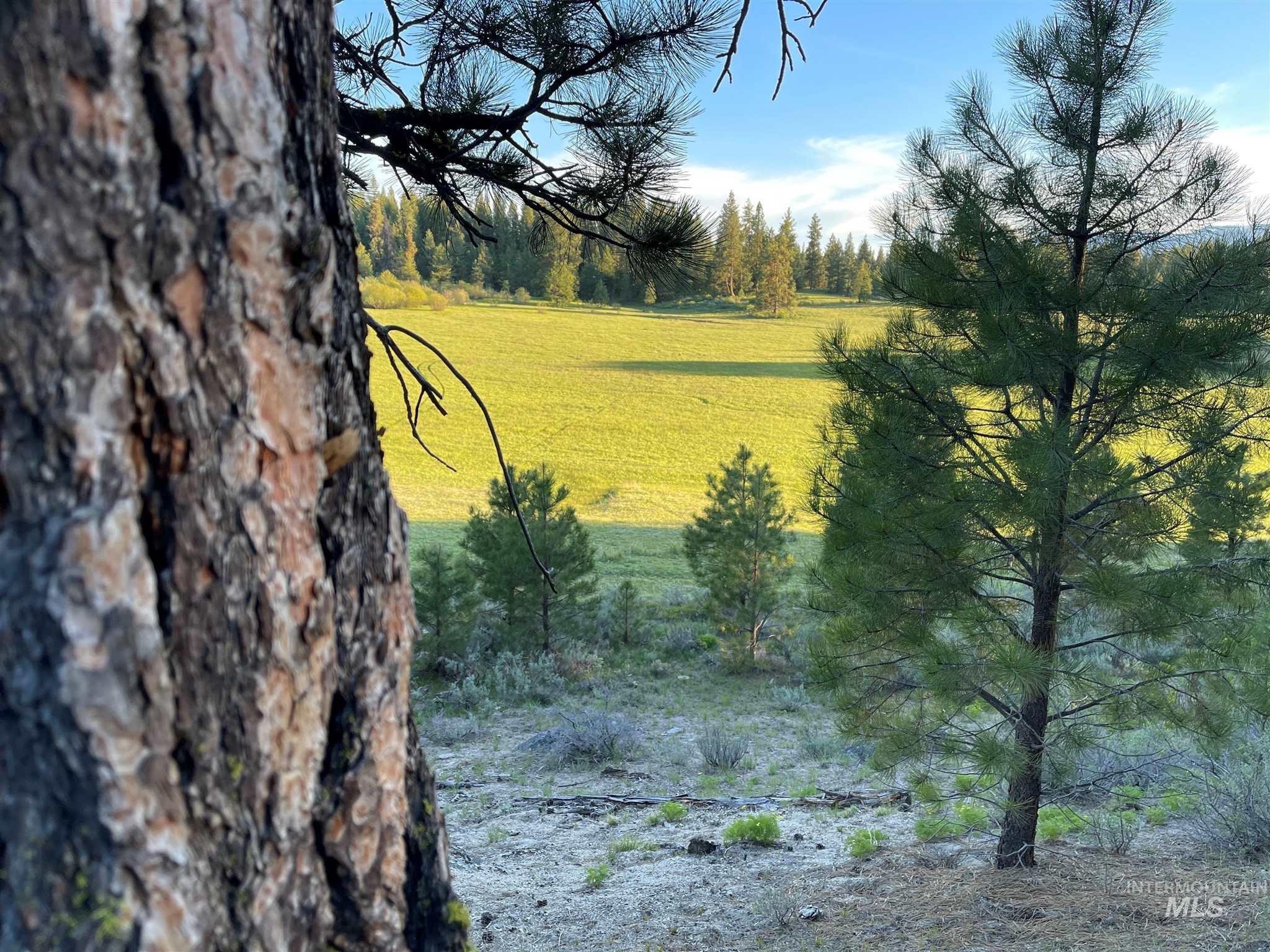 ±320 Acres - Big Creek Meadows Ranch Property Photo 12