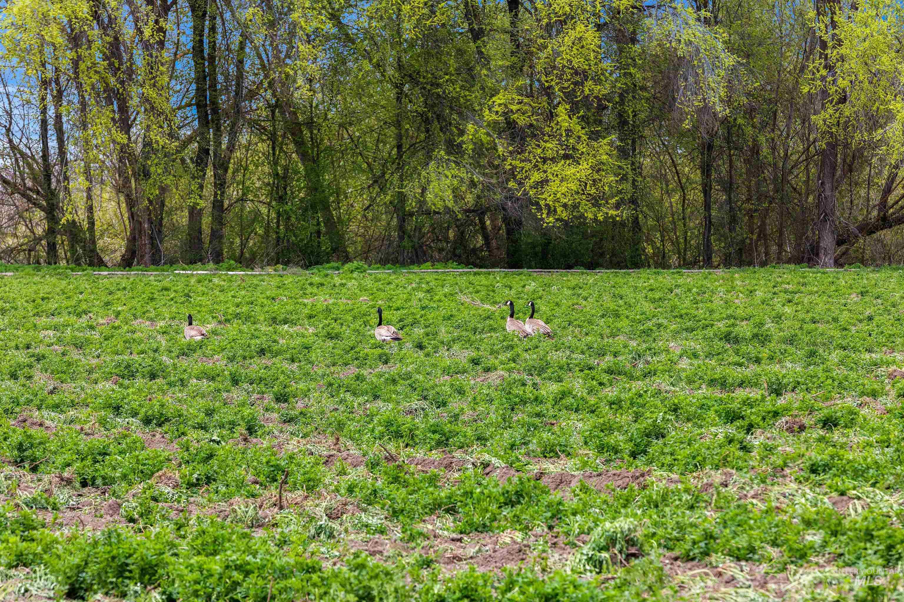 10651 N River Rd Property Photo 21