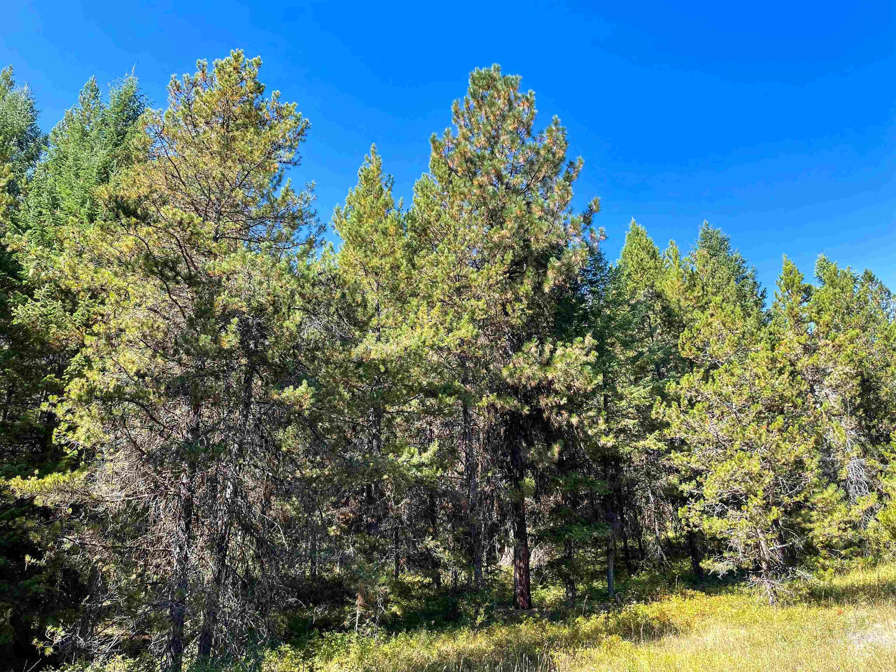 Tbd 1-1 Horsethief Road Property Photo 3