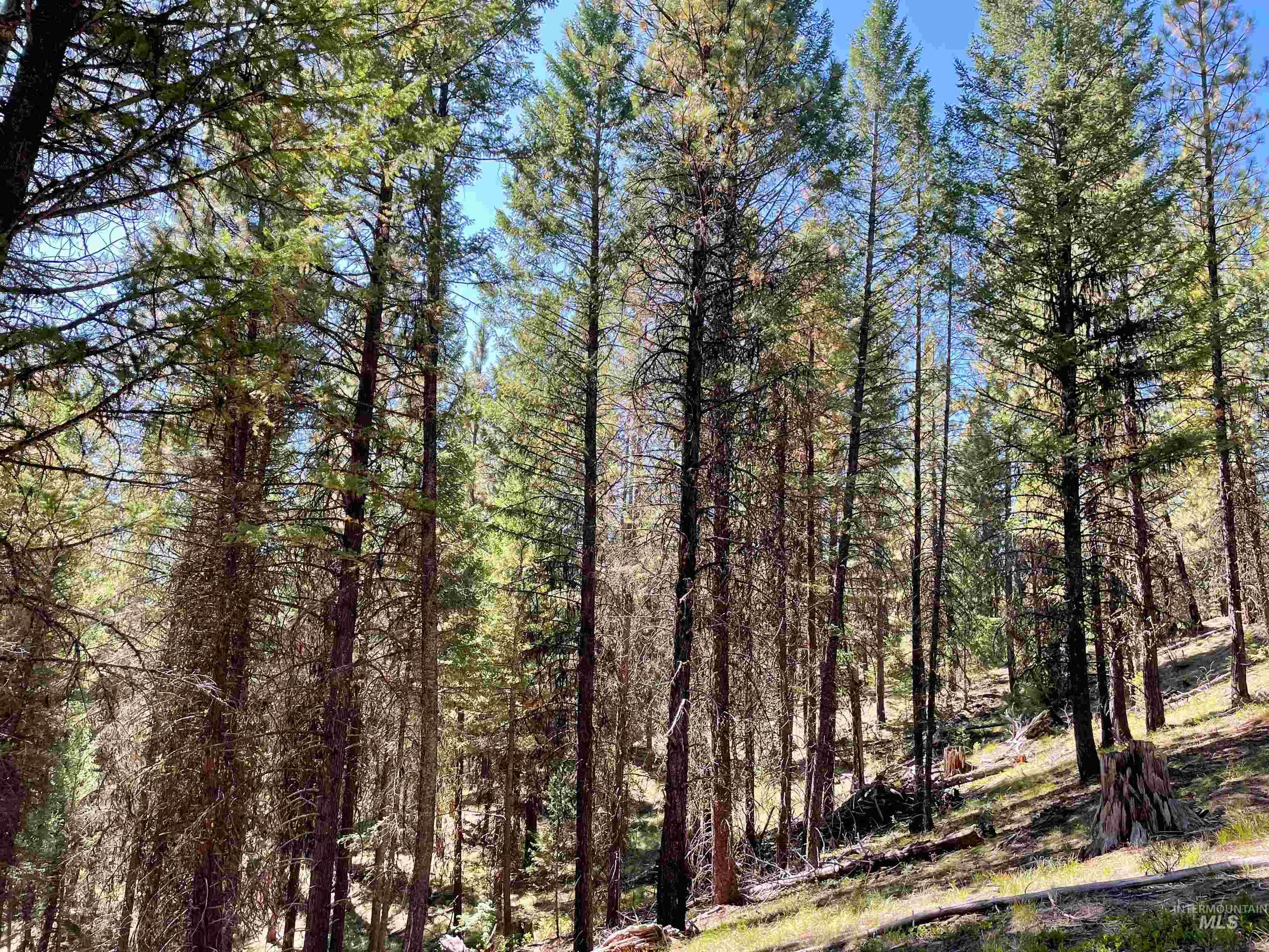 Tbd 1-1 Horsethief Road Property Photo 6