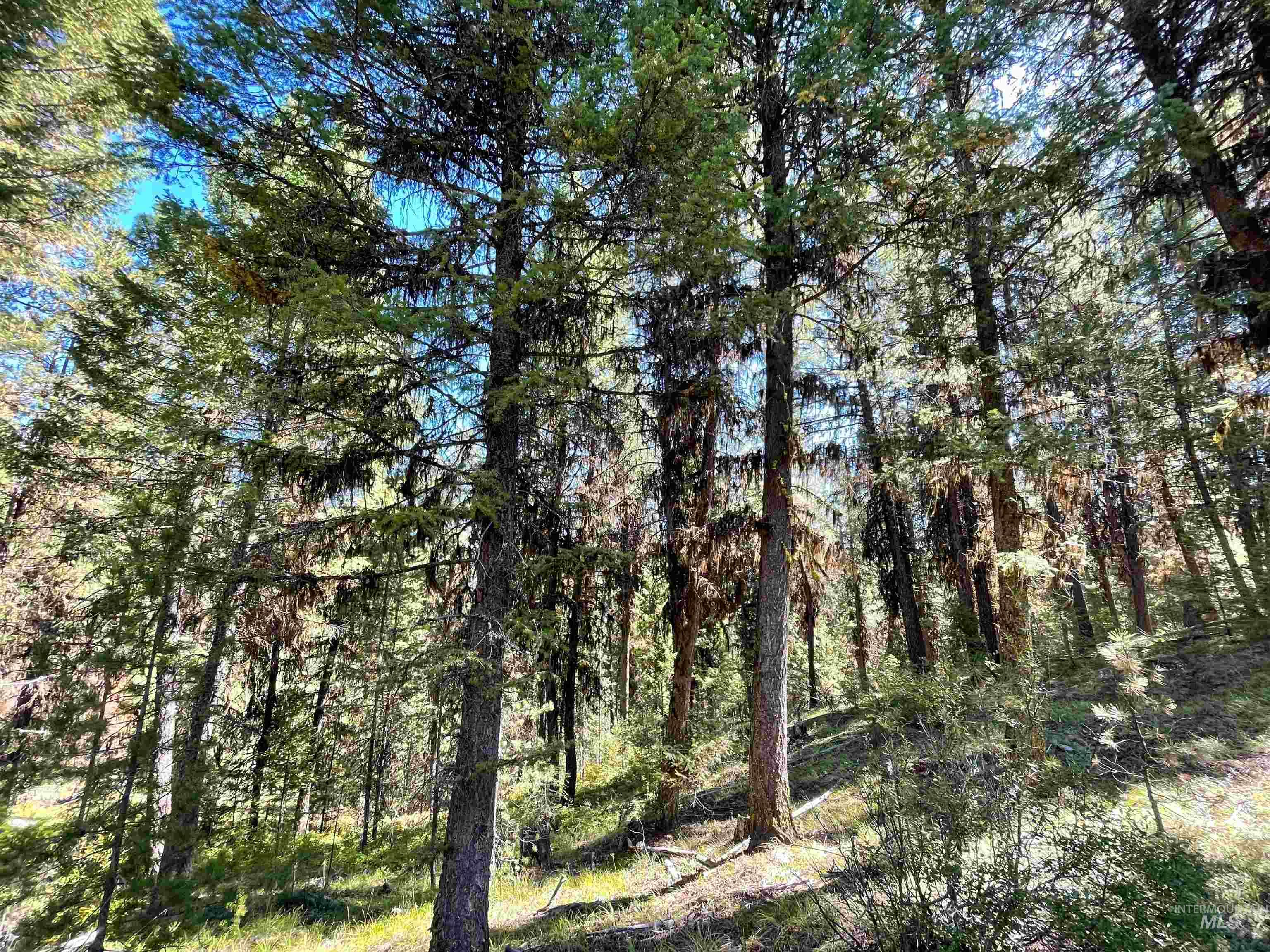 Tbd 1-3 Horsethief Rd. Property Photo 6