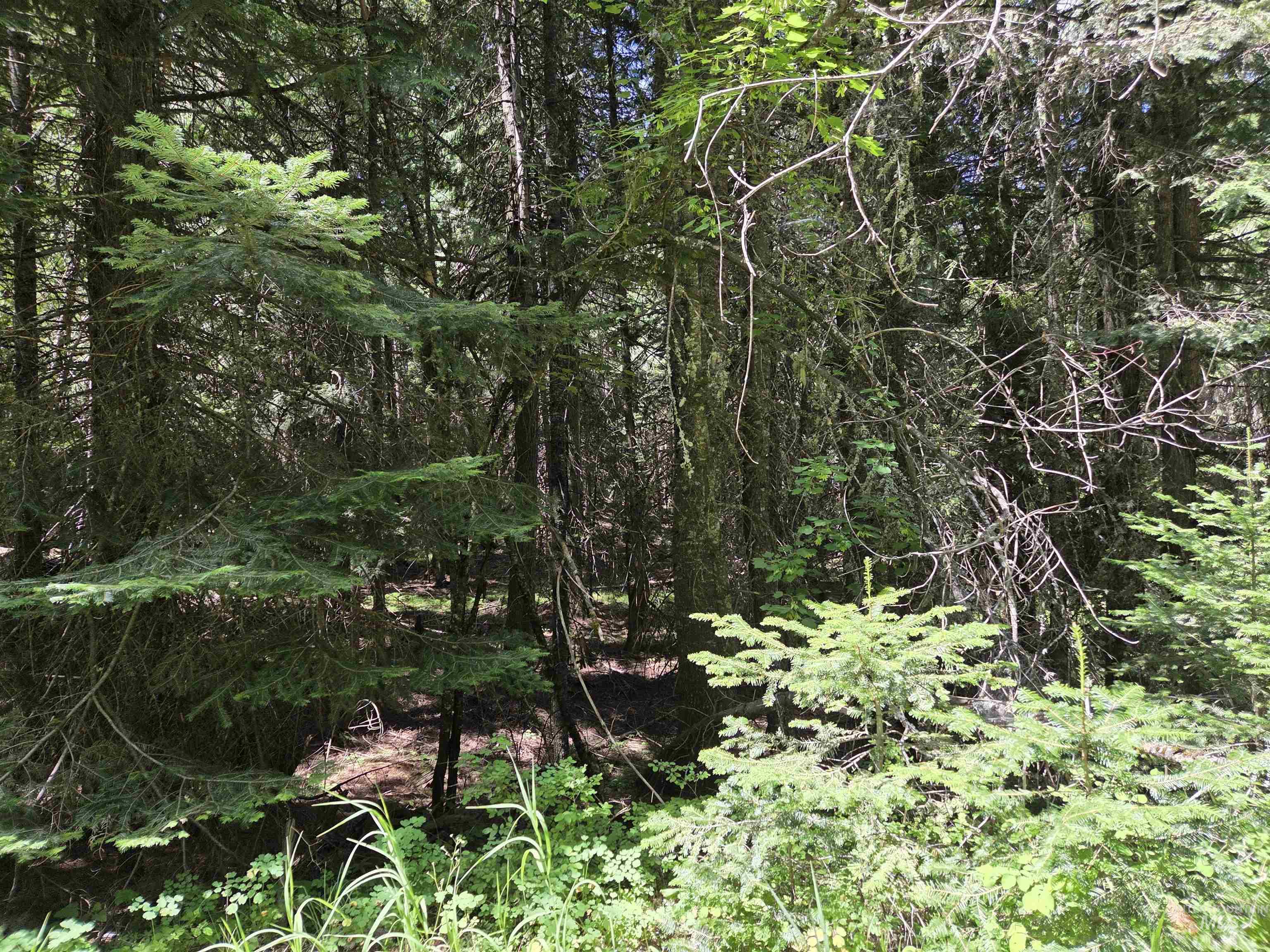 1200 White Pine Flats Rd Property Photo 42