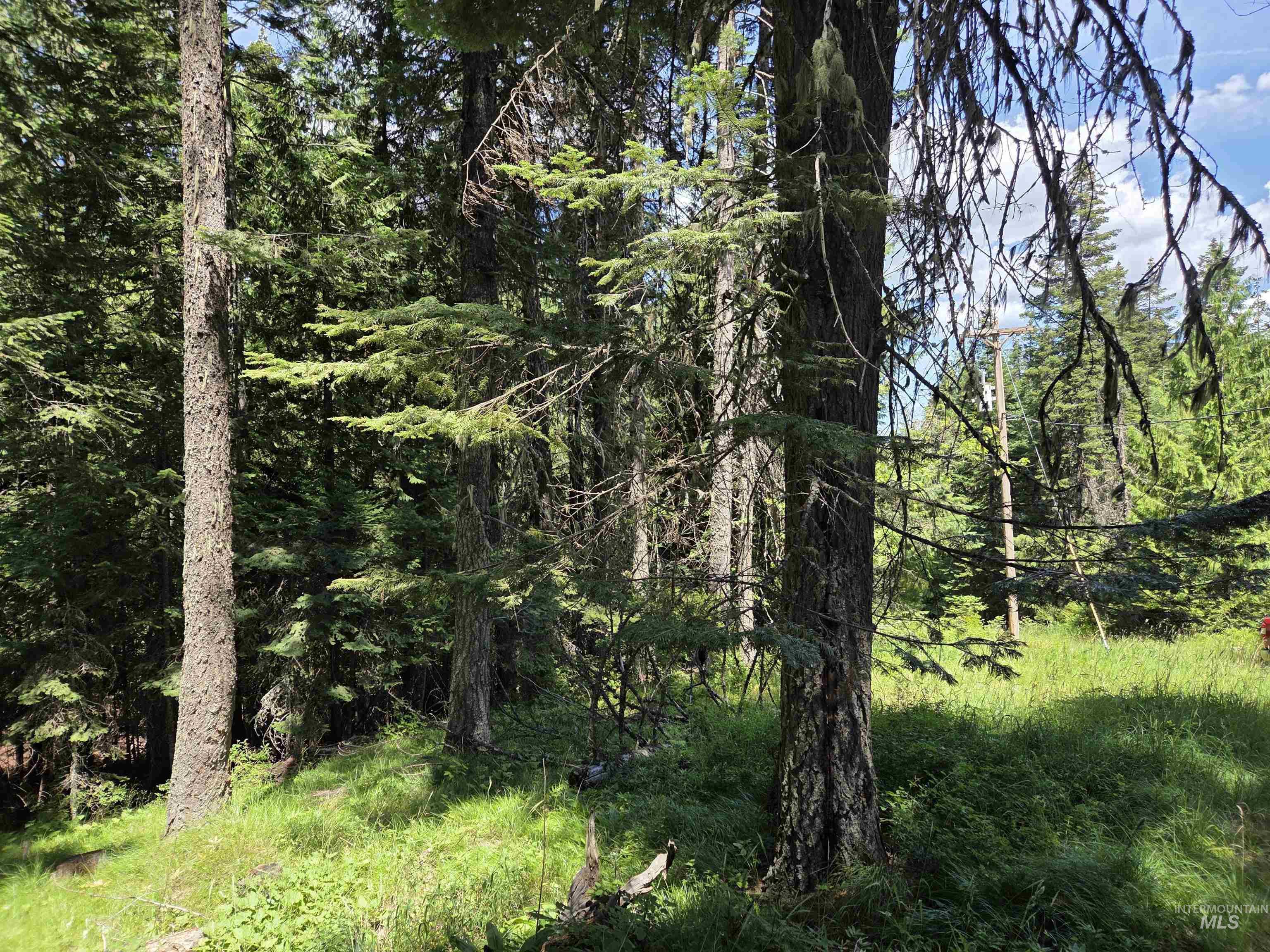 1200 White Pine Flats Rd Property Photo 44