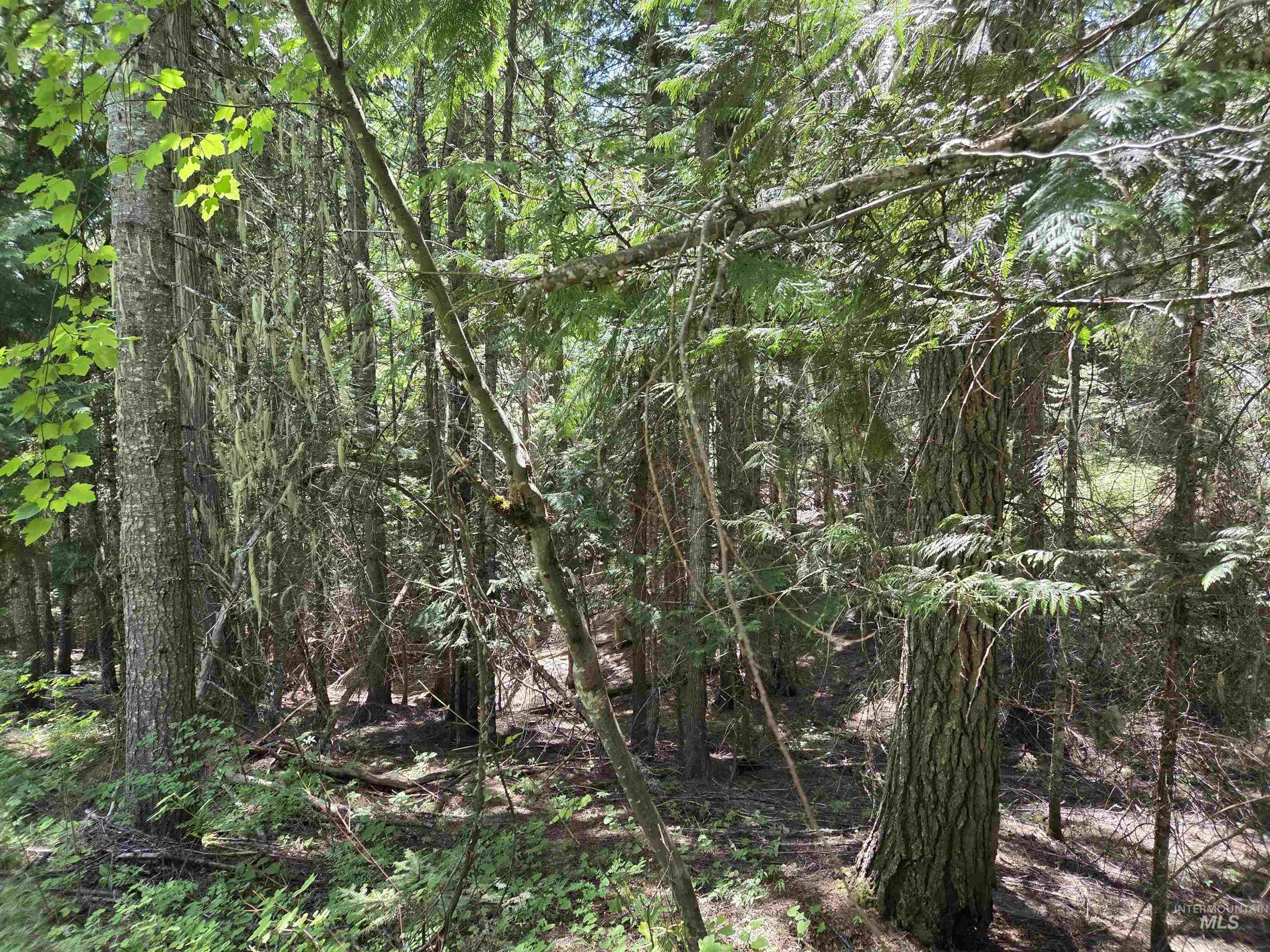 1200 White Pine Flats Rd Property Photo 45