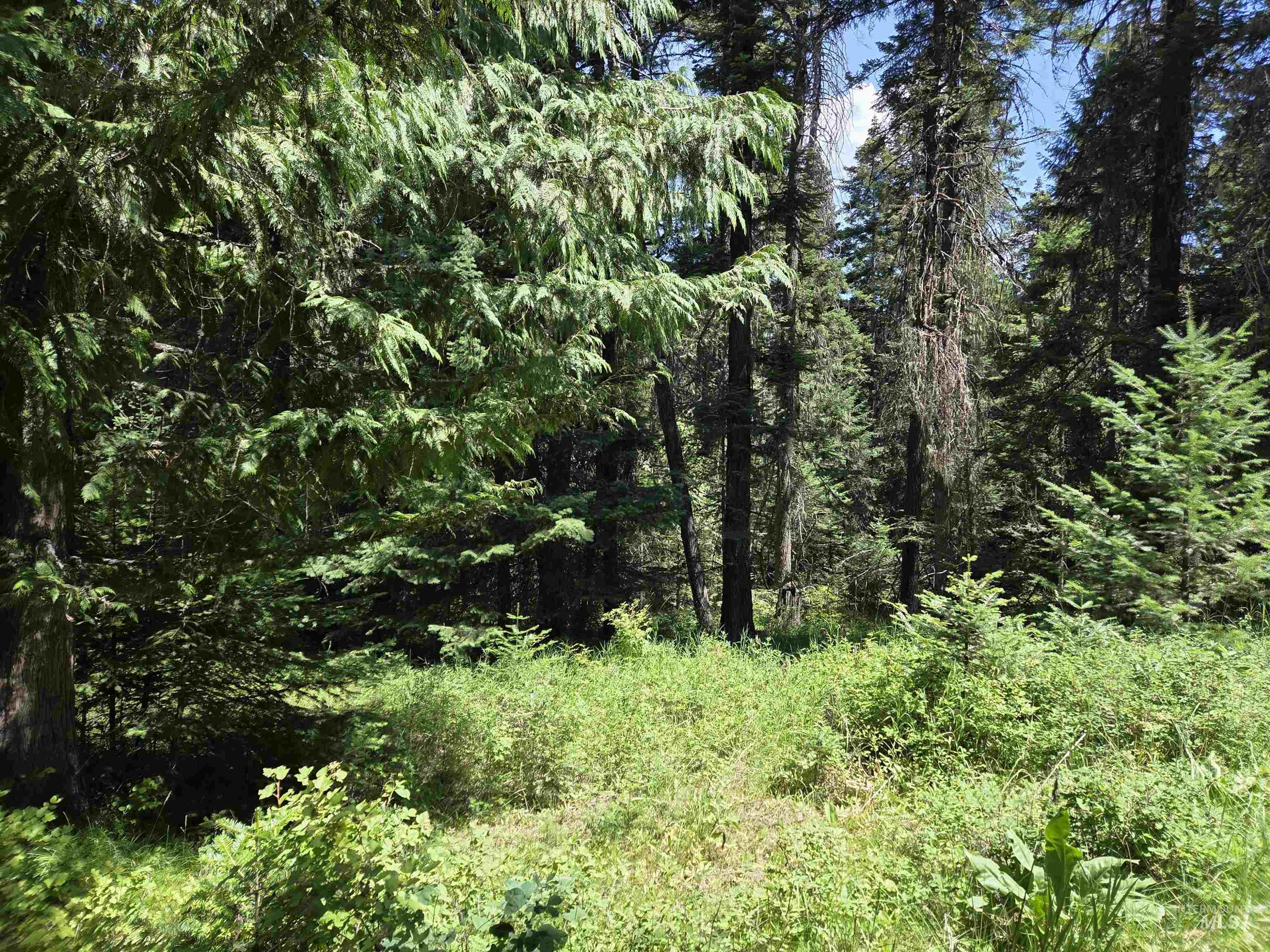 1200 White Pine Flats Rd Property Photo 46