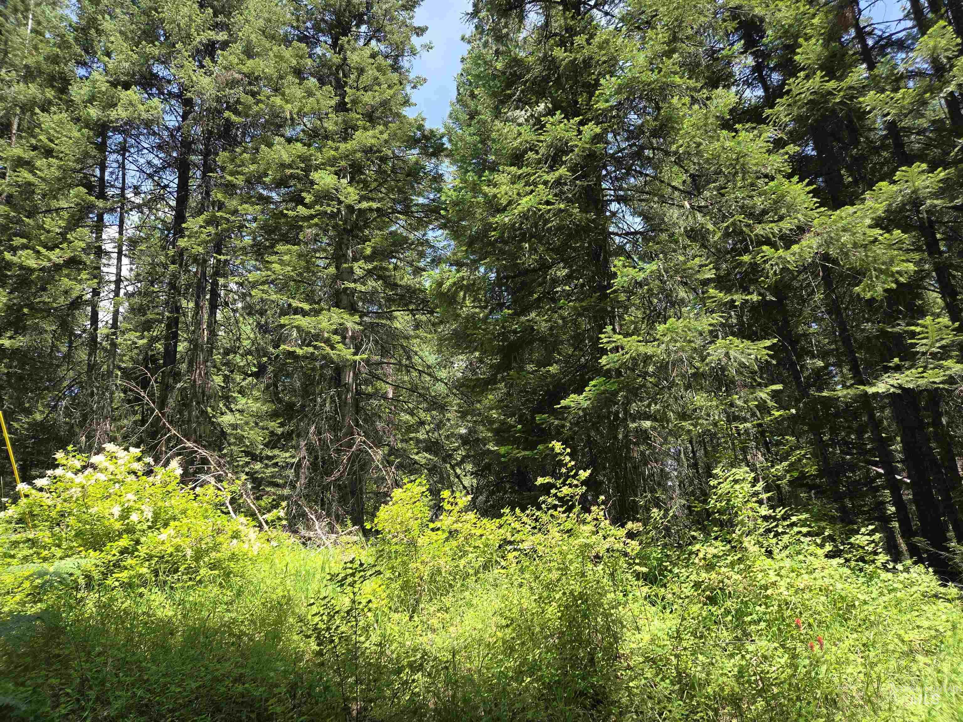 1200 White Pine Flats Rd Property Photo 47