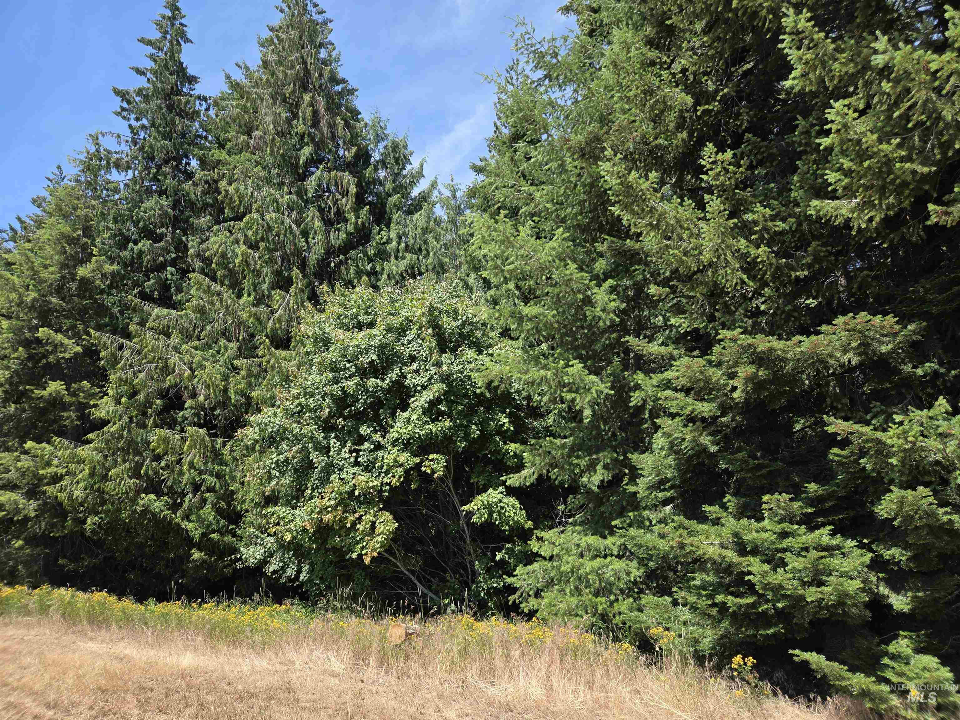 1200 White Pine Flats Rd Property Photo 49