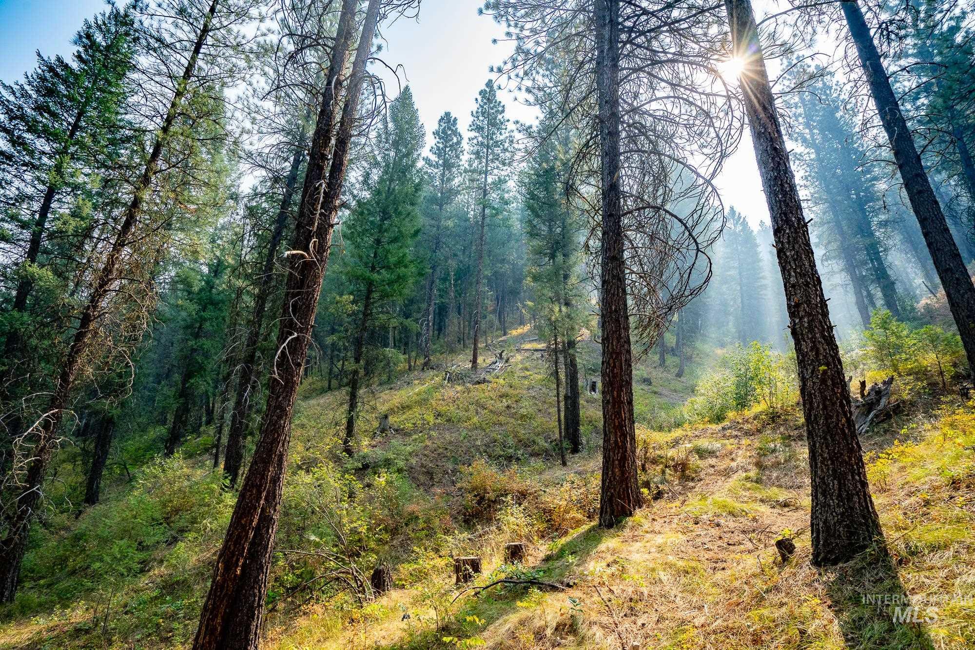 Tbd Forestland Property Photo