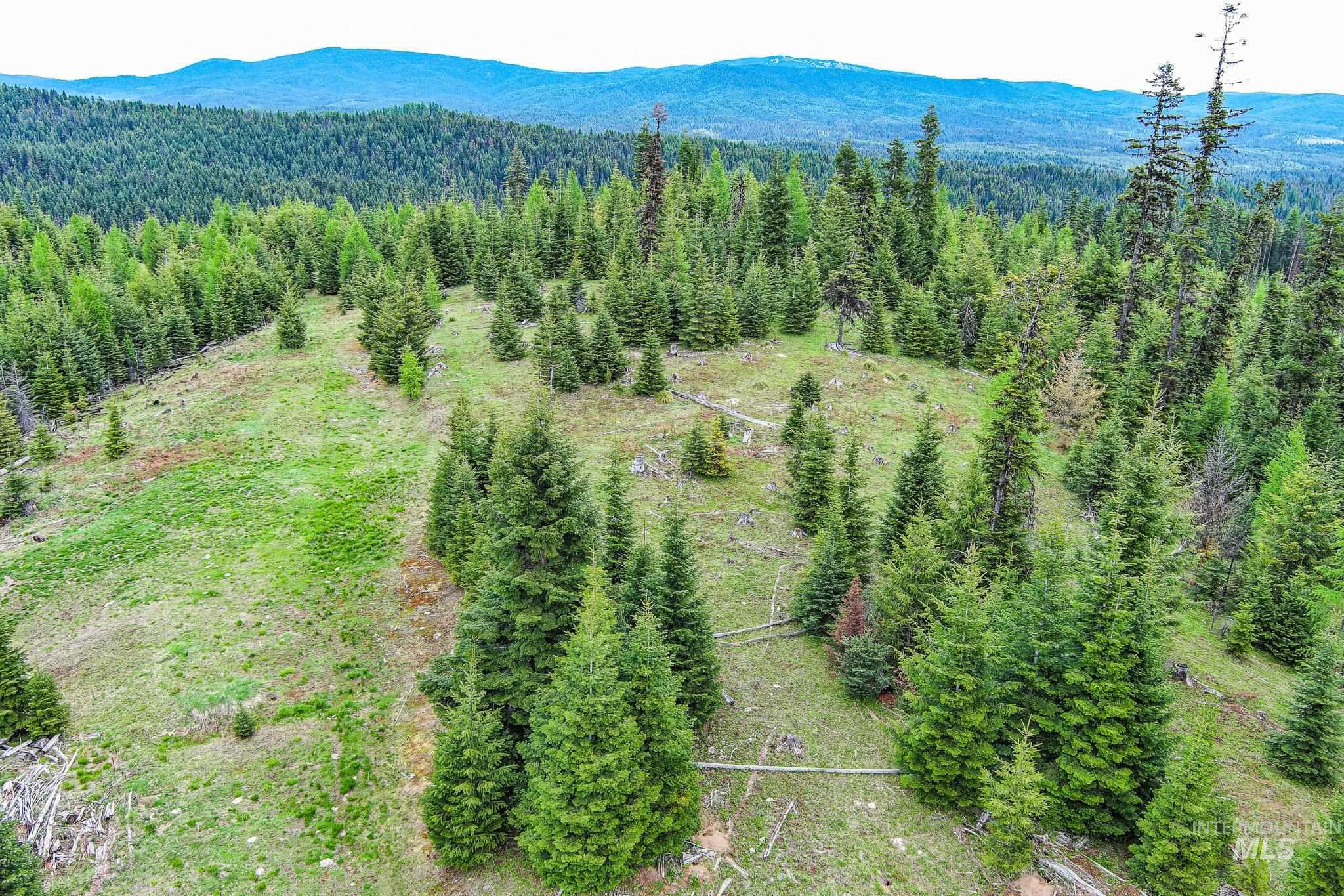 Tbd Tree Farm Trail North 40 Acres Property Photo 3