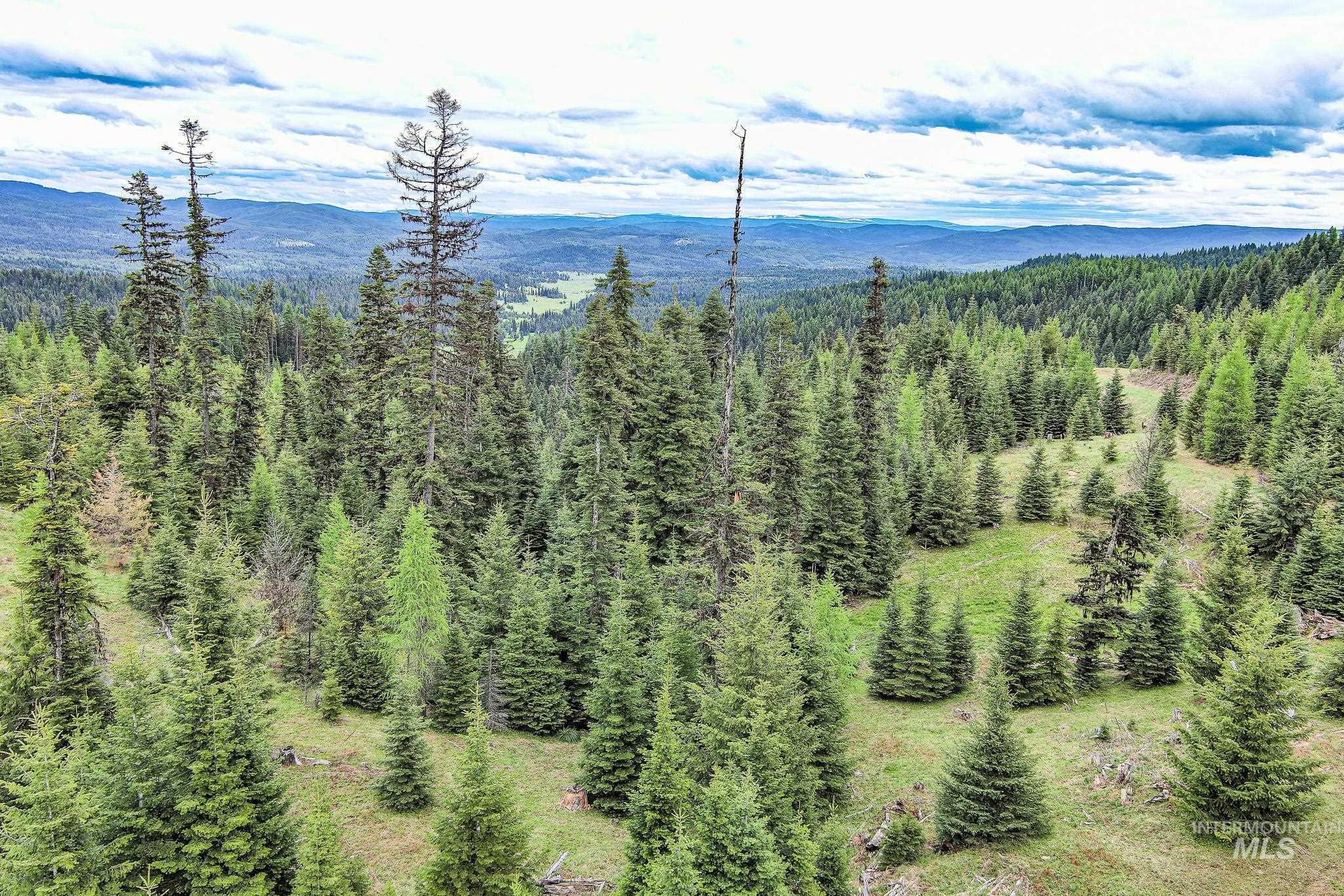 Tbd Tree Farm Trail North 40 Acres Property Photo 7