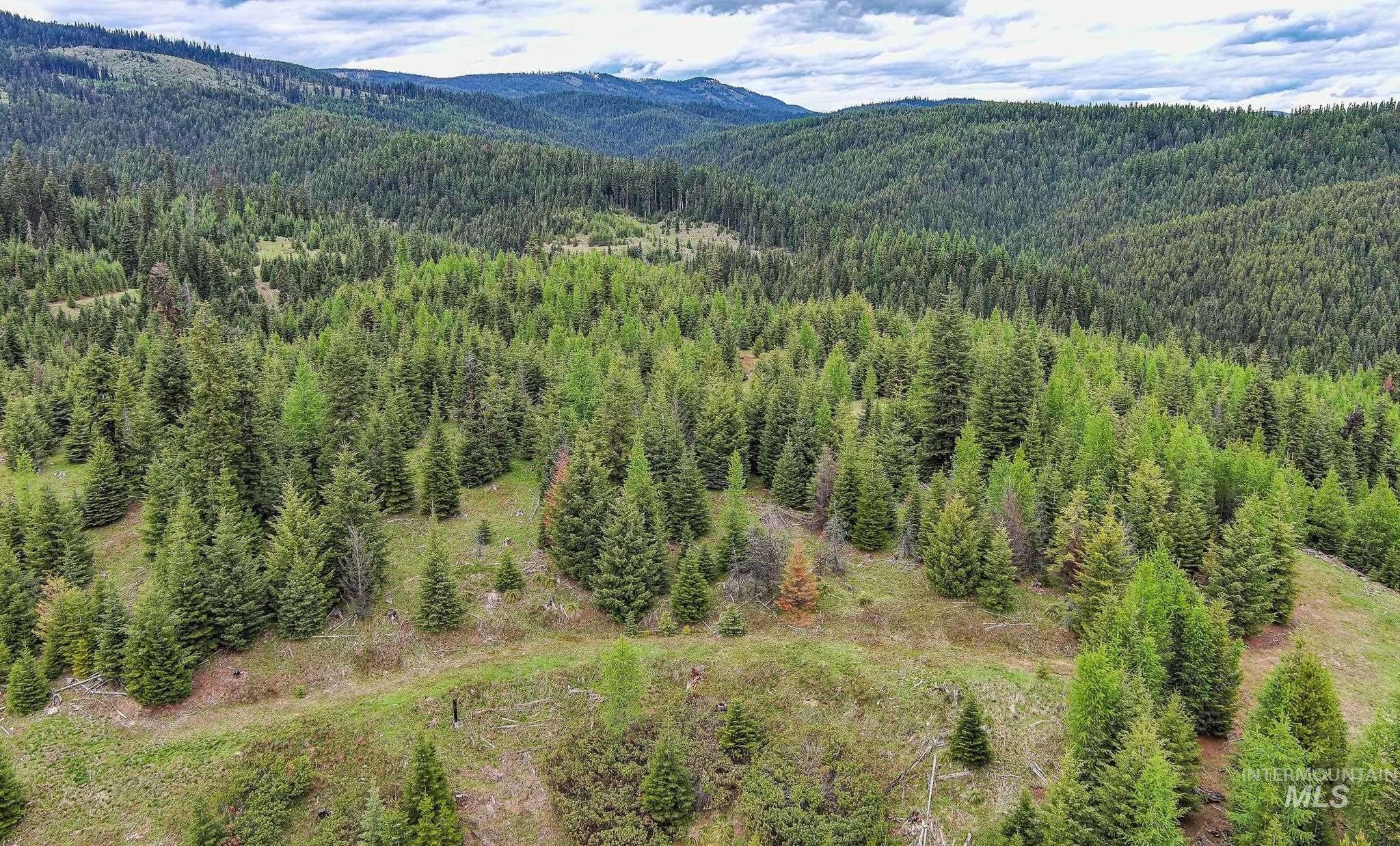 Tbd Tree Farm Trail North 40 Acres Property Photo 11
