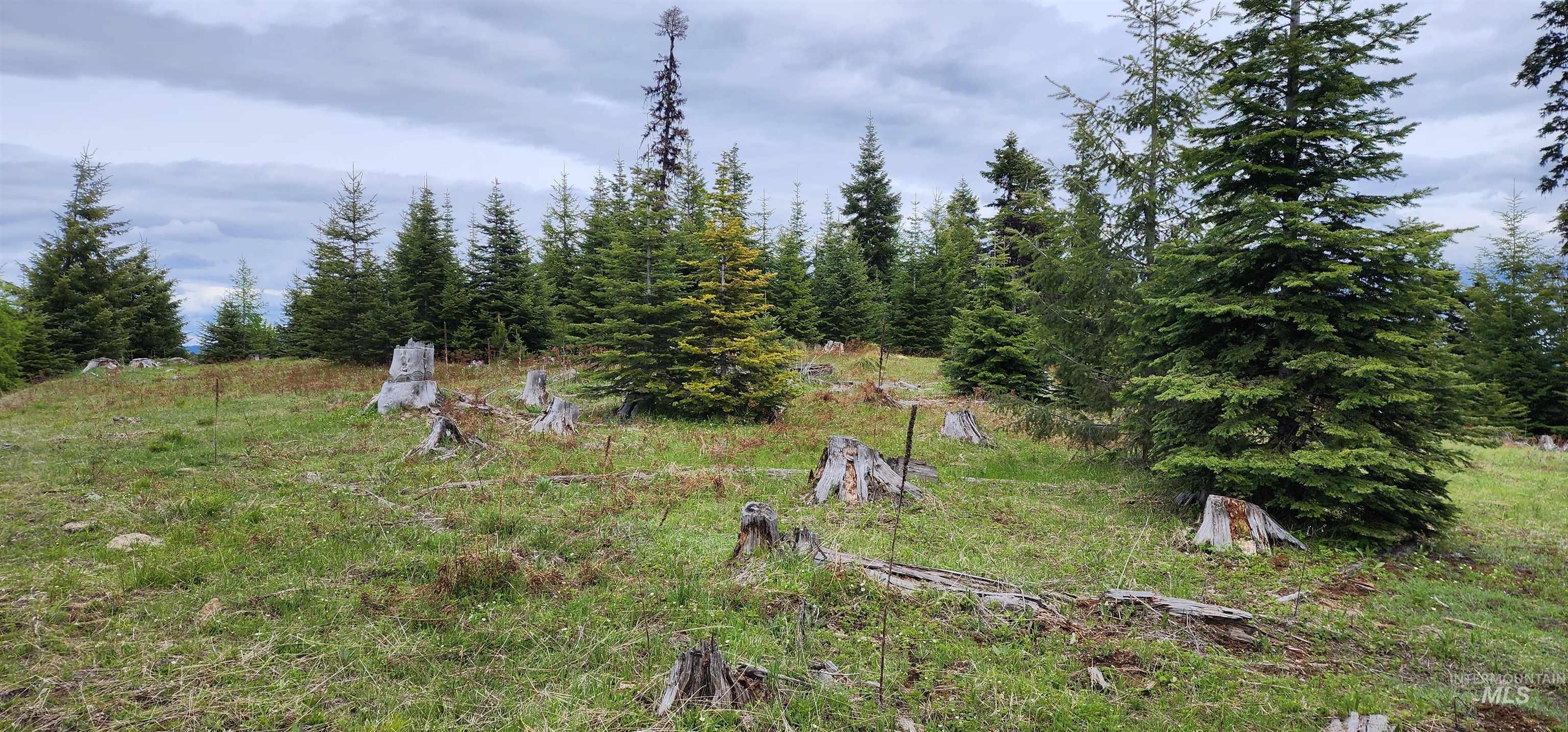 Tbd Tree Farm Trail South 40 Acres Property Photo 1
