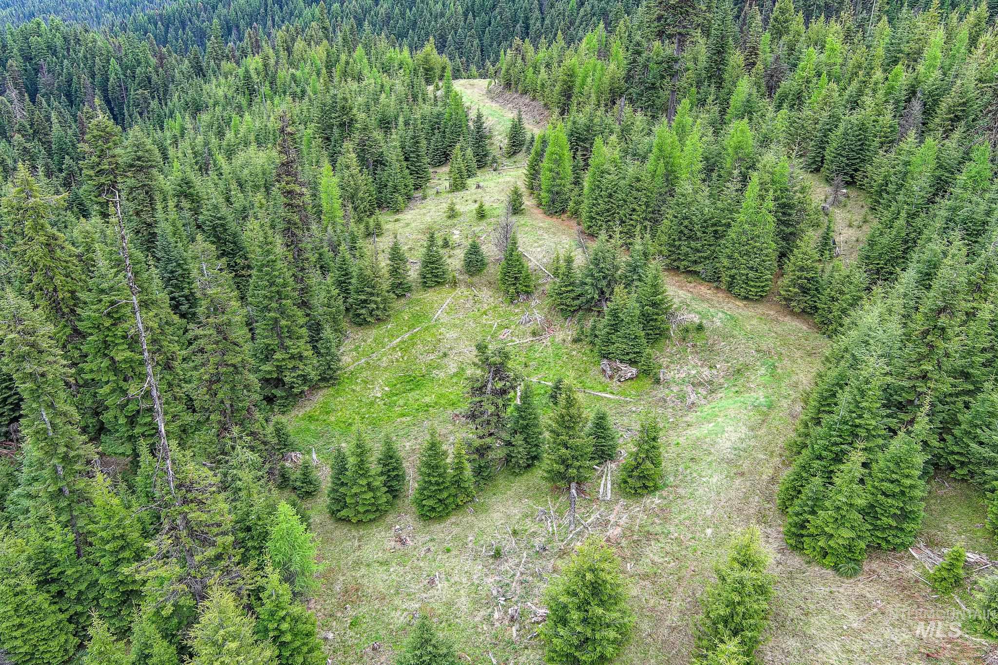 Tbd Tree Farm Trail South 40 Acres Property Photo 5