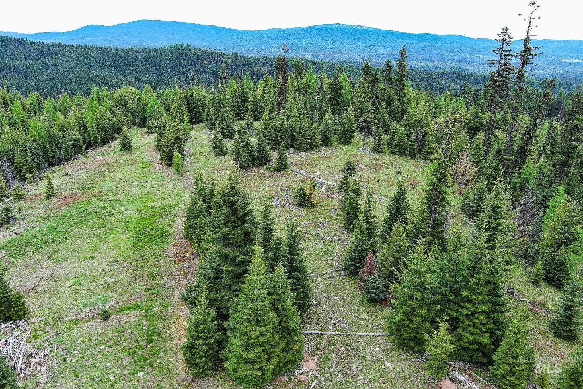 Tbd Tree Farm Trail South 40 Acres Property Photo 6