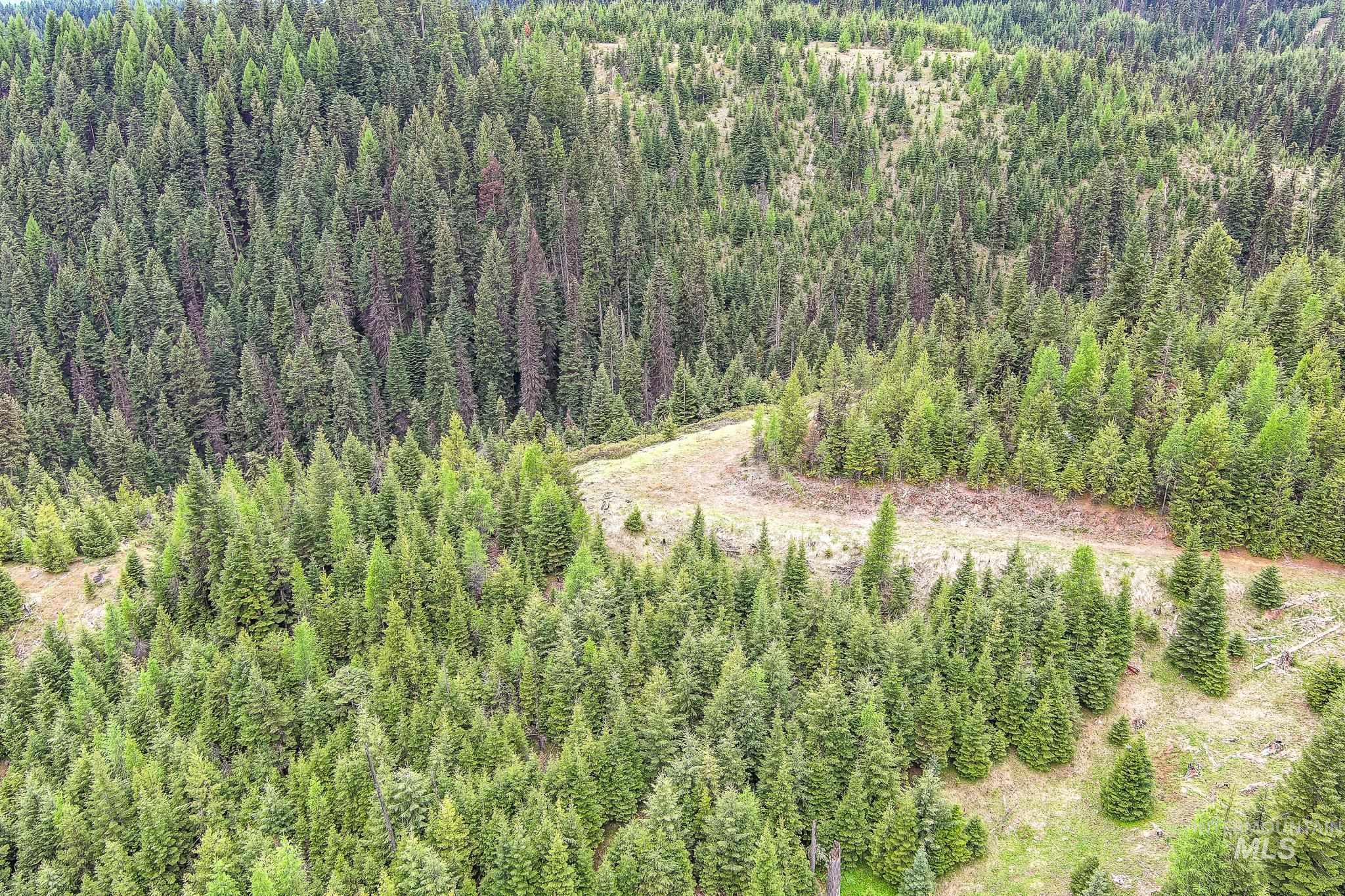 Tbd Tree Farm Trail South 40 Acres Property Photo 9