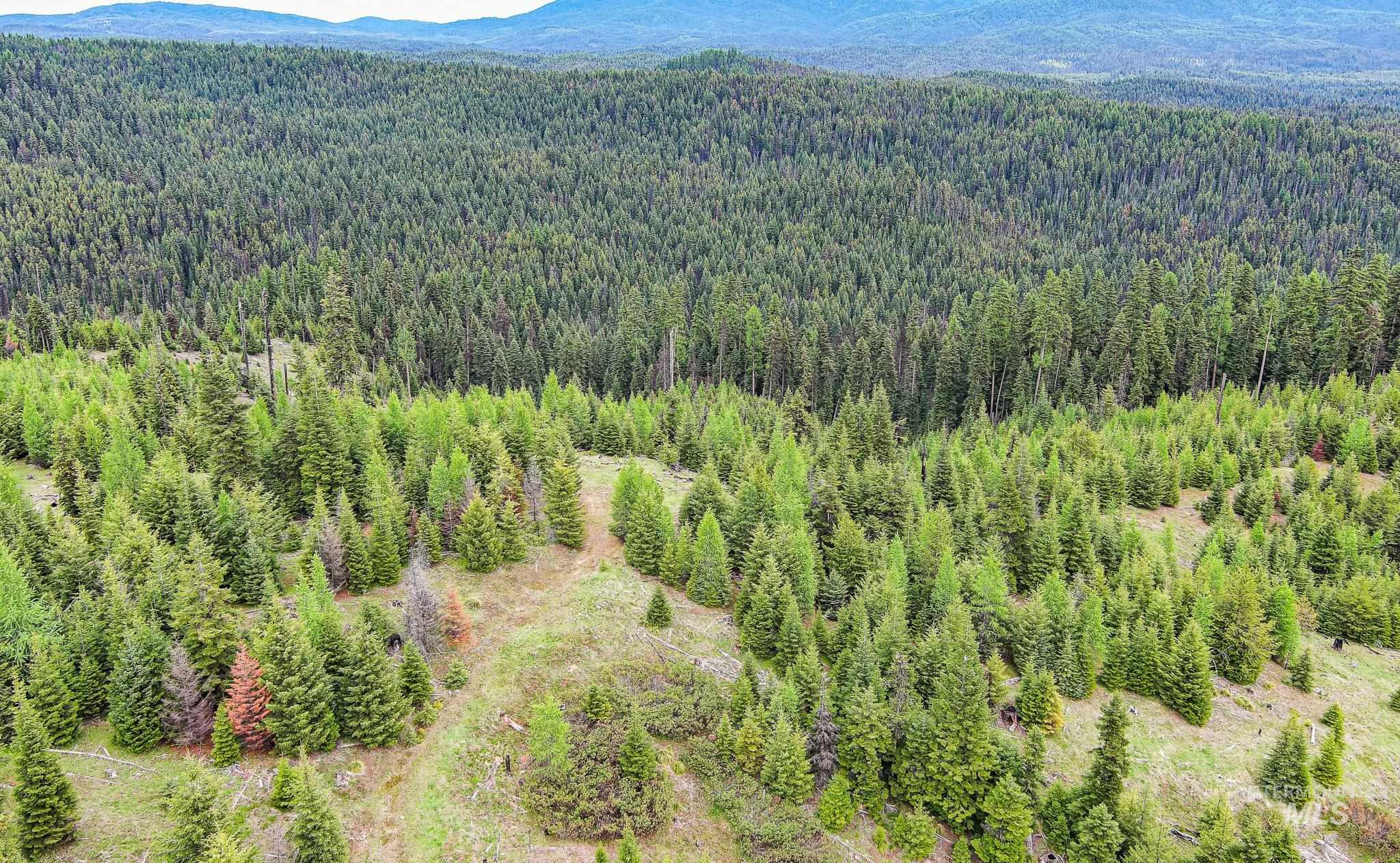 Tbd Tree Farm Trail South 40 Acres Property Photo 10