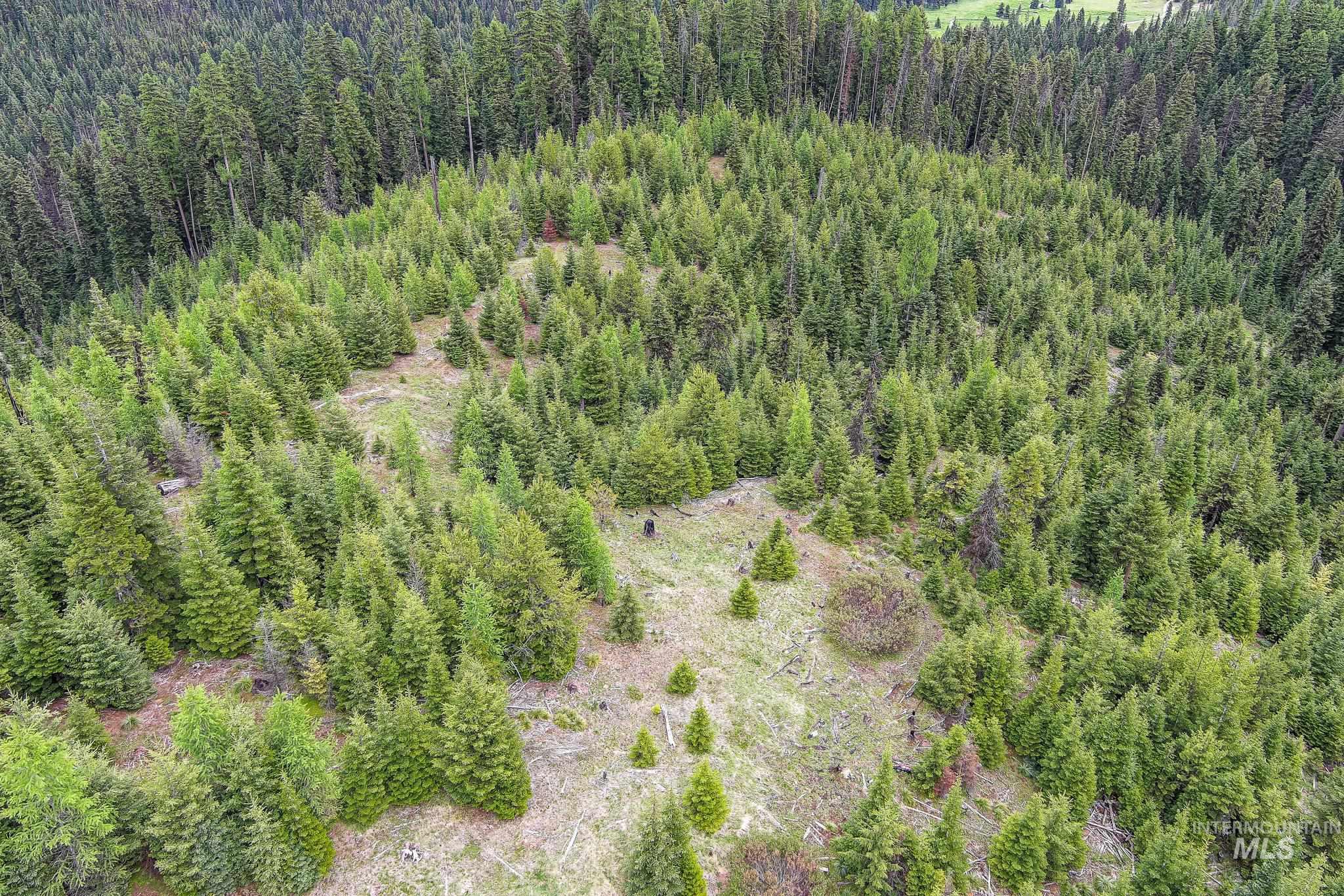Tbd Tree Farm Trail South 40 Acres Property Photo 11