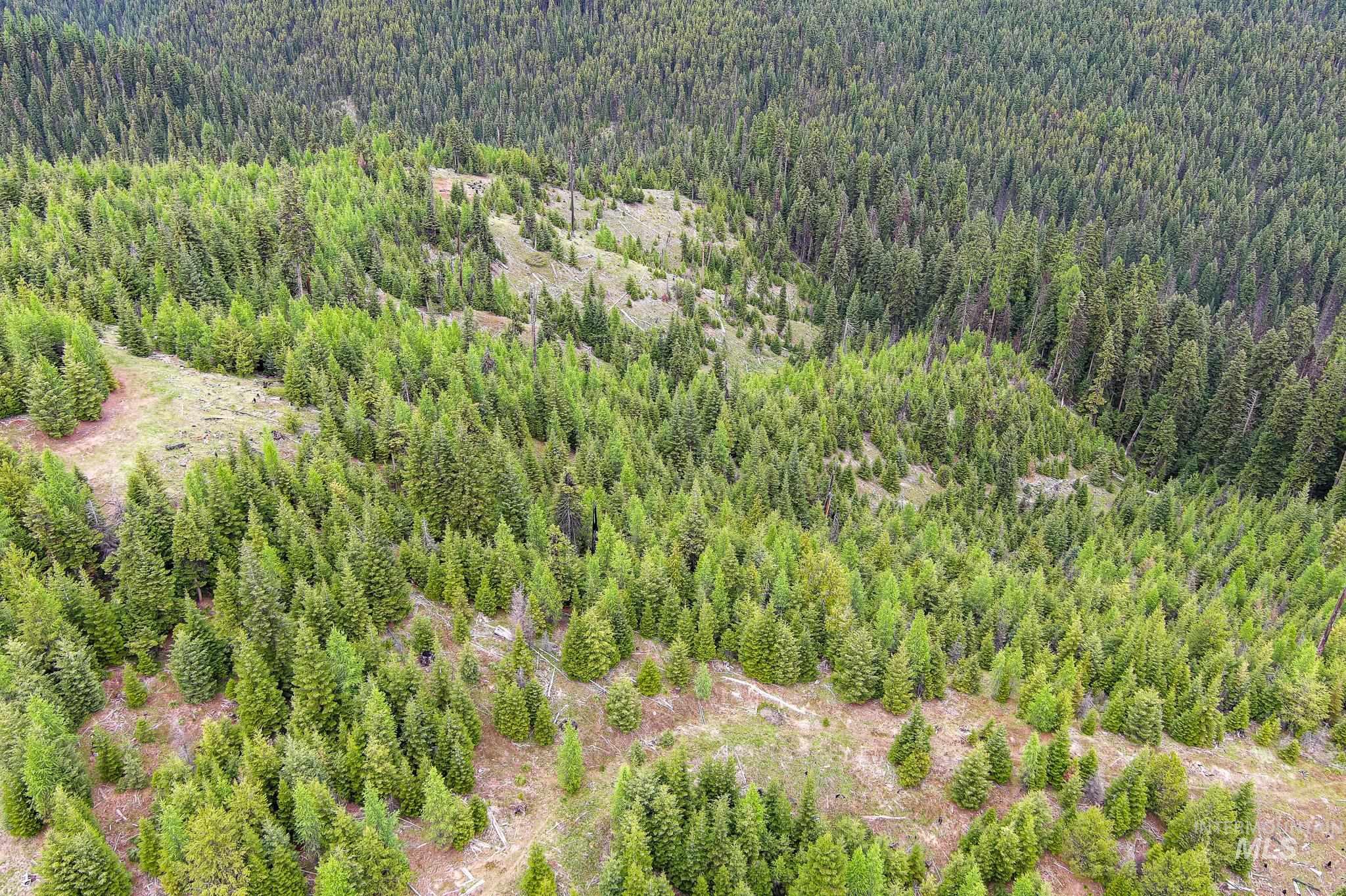 Tbd Tree Farm Trail South 40 Acres Property Photo 13