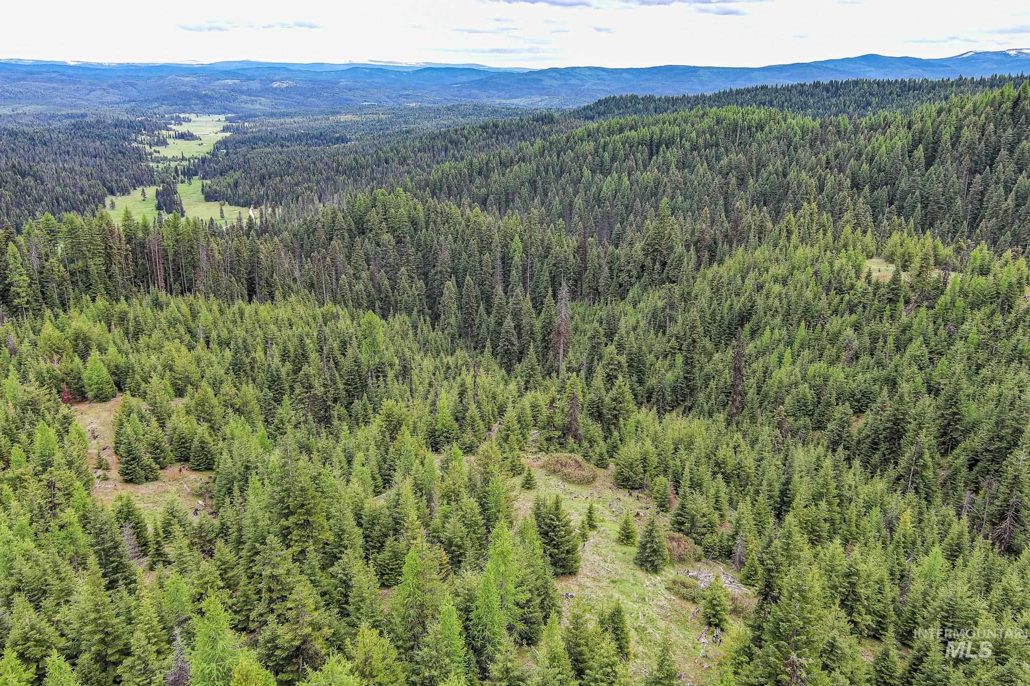 Tbd Tree Farm Trail South 40 Acres Property Photo 14